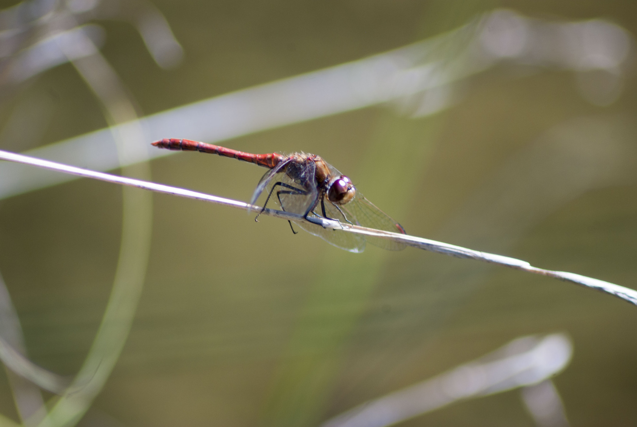 Pentax K10D sample photo. Dragonfly 3 by darren johnson photography