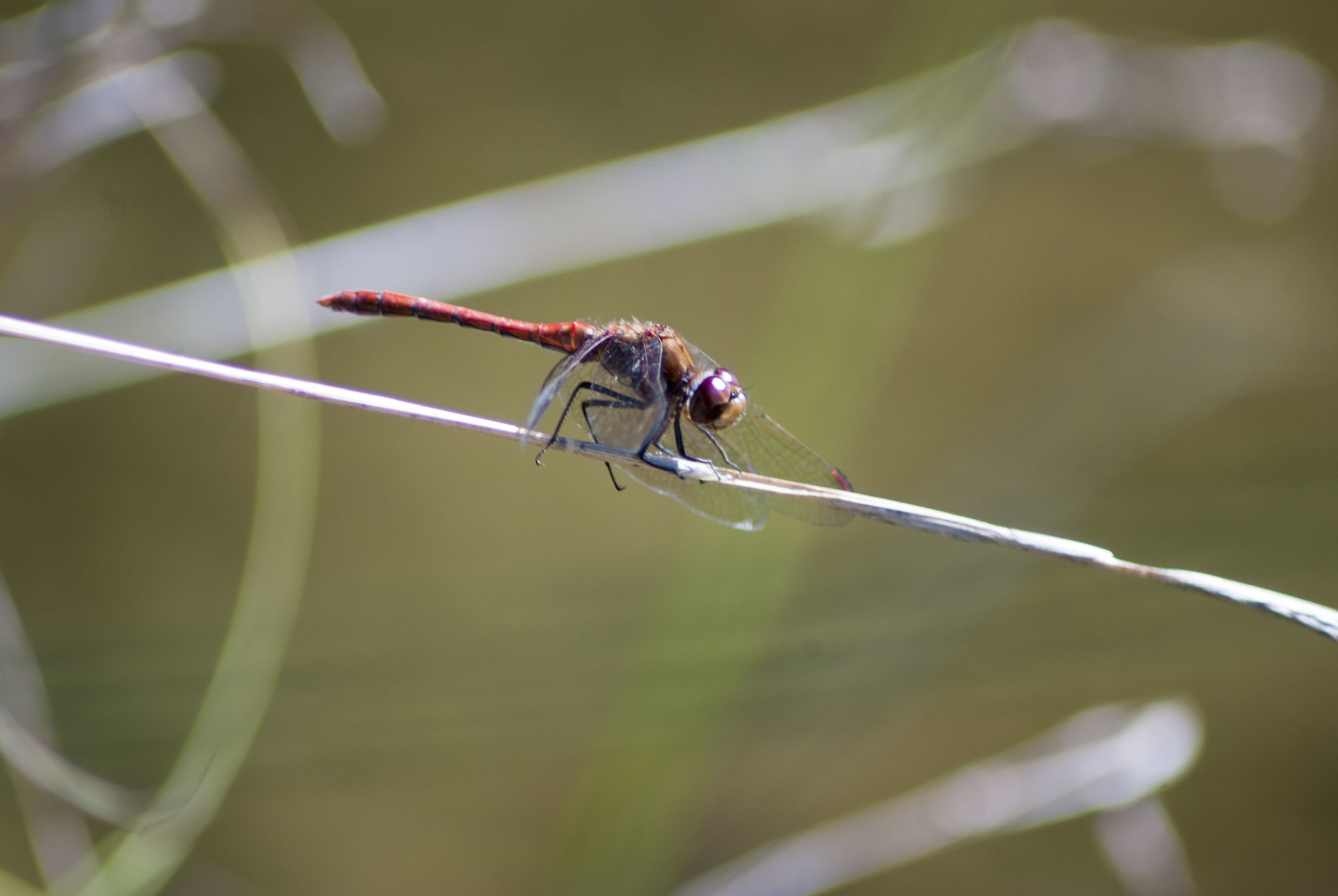Tamron AF 70-300mm F4-5.6 Di LD Macro sample photo. Dragonfly 3 by darren johnson photography