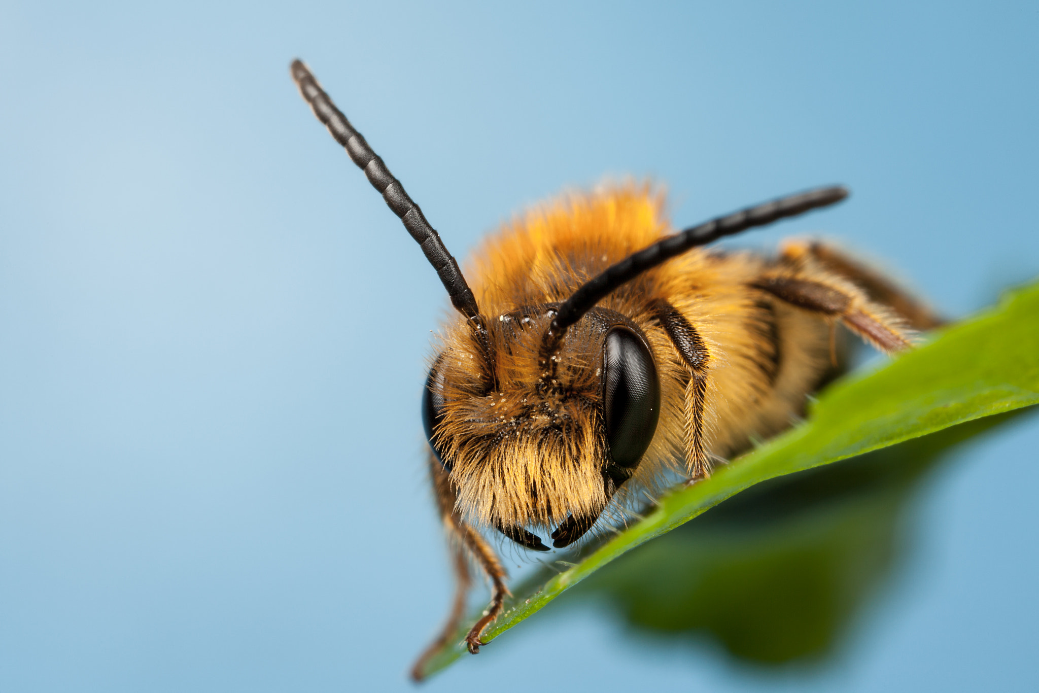 Canon EOS 5D Mark II + Canon MP-E 65mm F2.5 1-5x Macro Photo sample photo. Mining bee photography