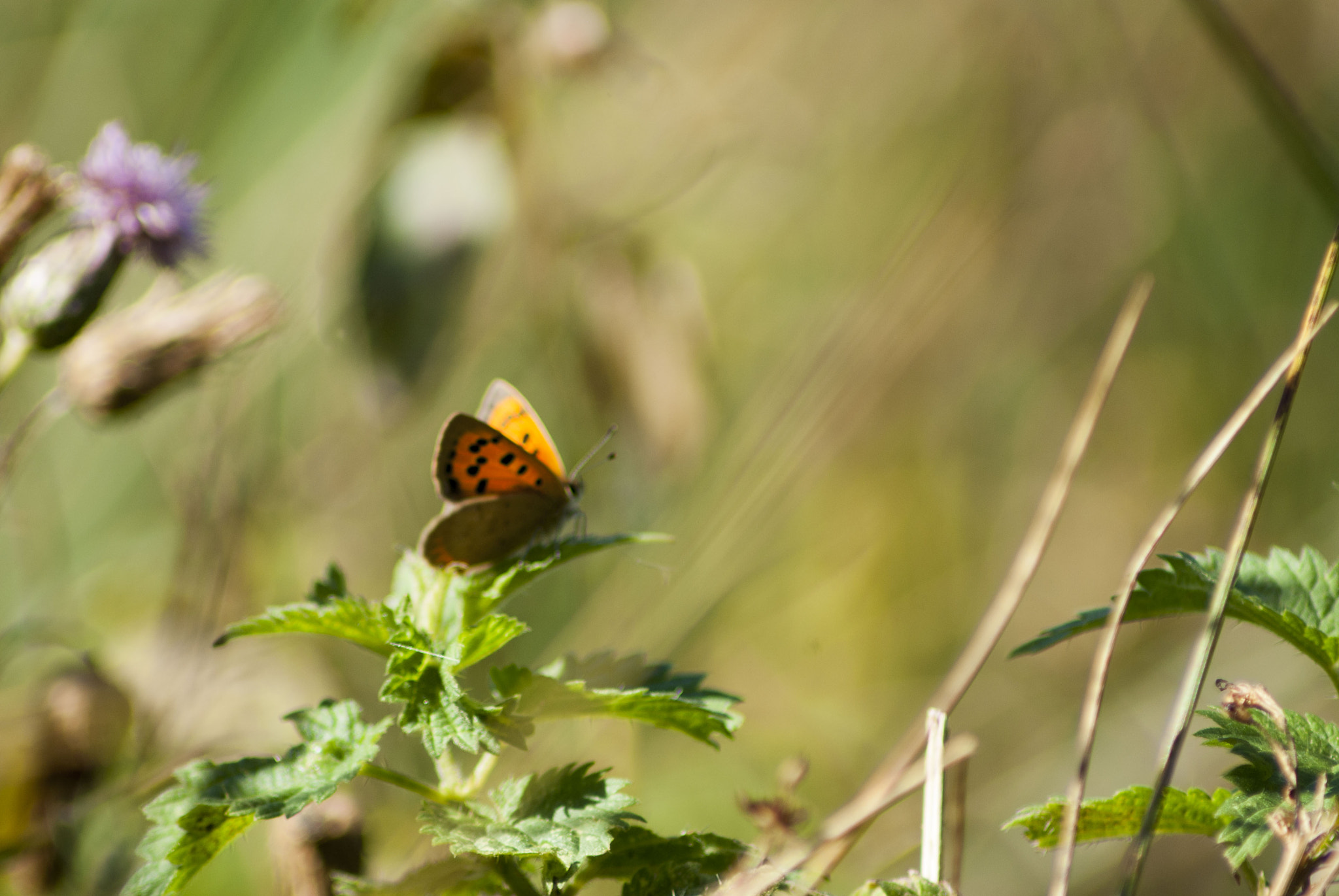 Tamron AF 70-300mm F4-5.6 Di LD Macro sample photo. Butterfly take off by darren johnson photography