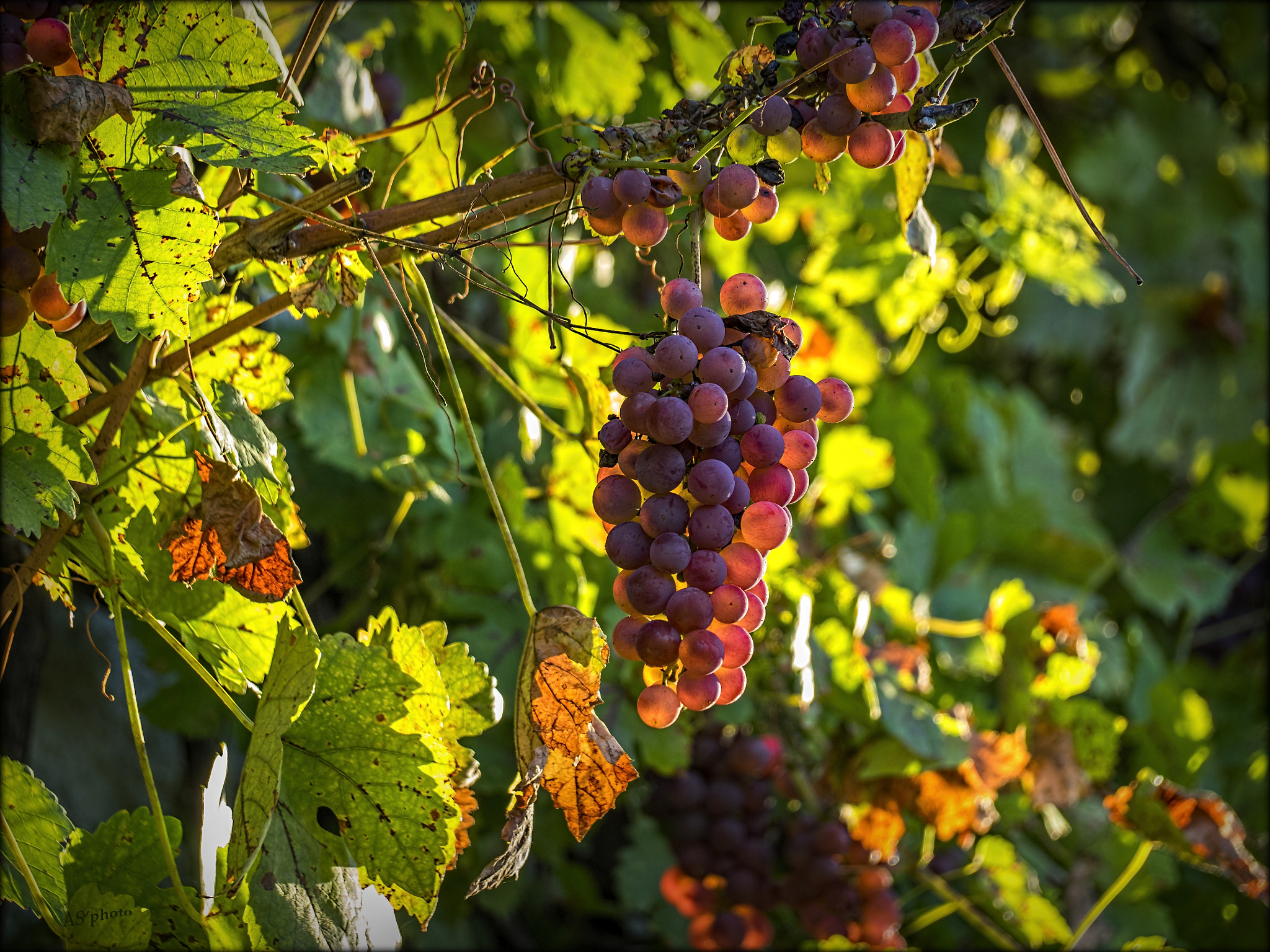 Olympus OM-D E-M1 sample photo. Autumn detail photography