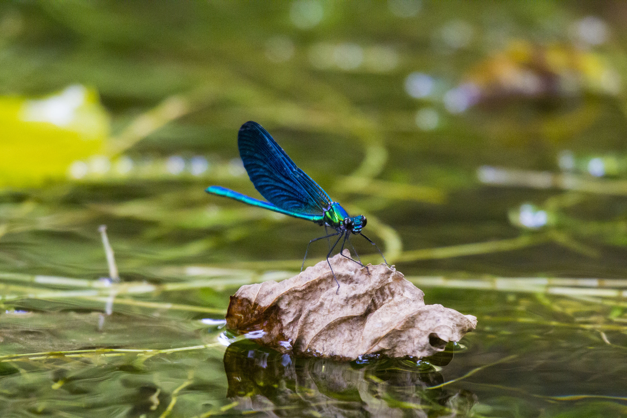 Canon EF 100-400mm F4.5-5.6L IS USM sample photo. Dragonfly photography