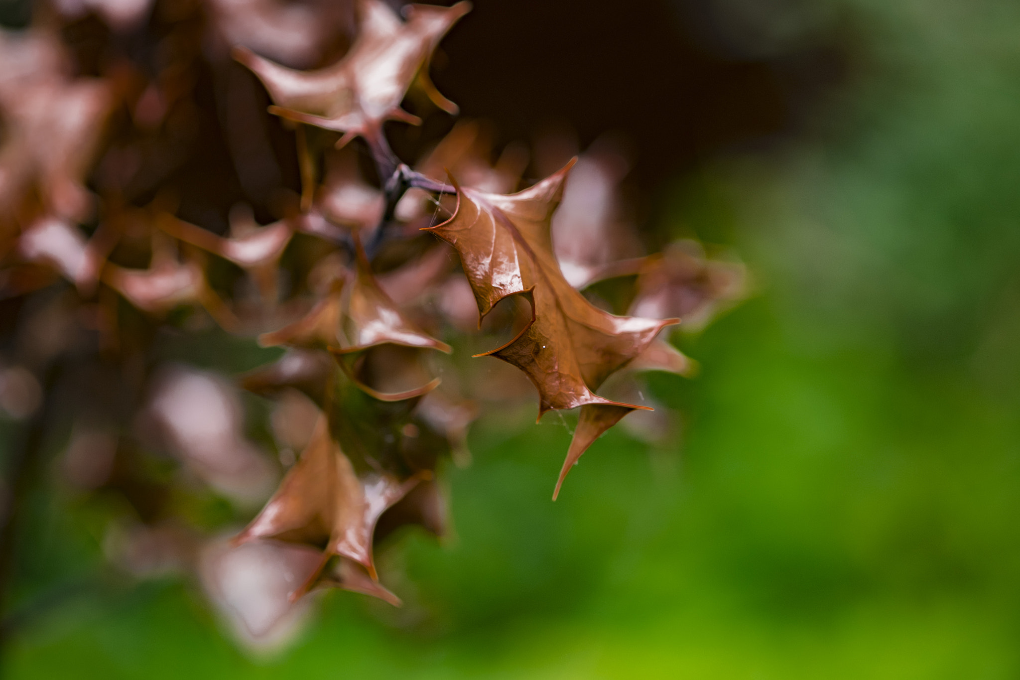 Fujifilm X-T10 + Fujifilm XF 60mm F2.4 R Macro sample photo. Spikey leaf photography