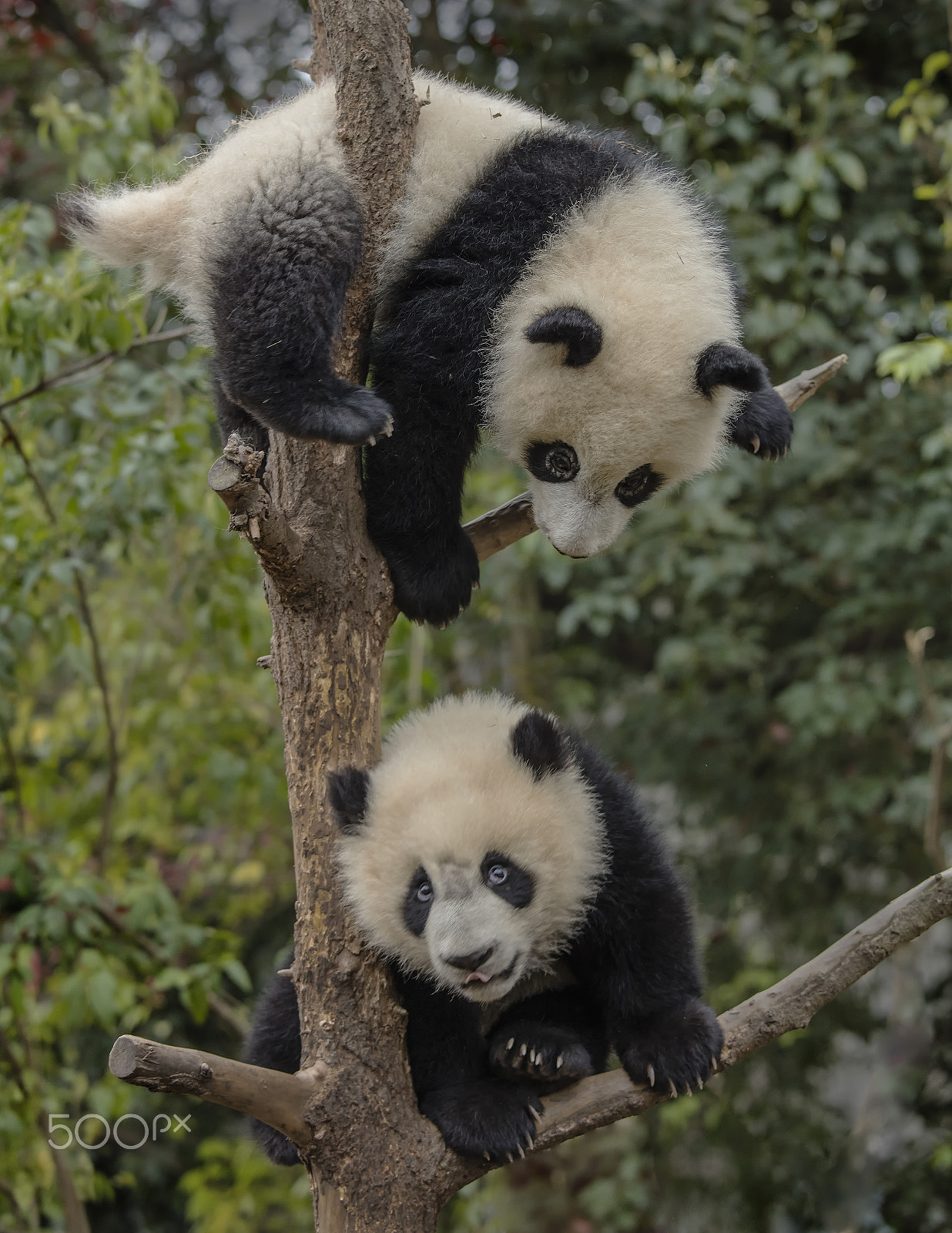 Canon EOS 5DS + Canon EF 70-200mm F4L IS USM sample photo. Who are they ? photography