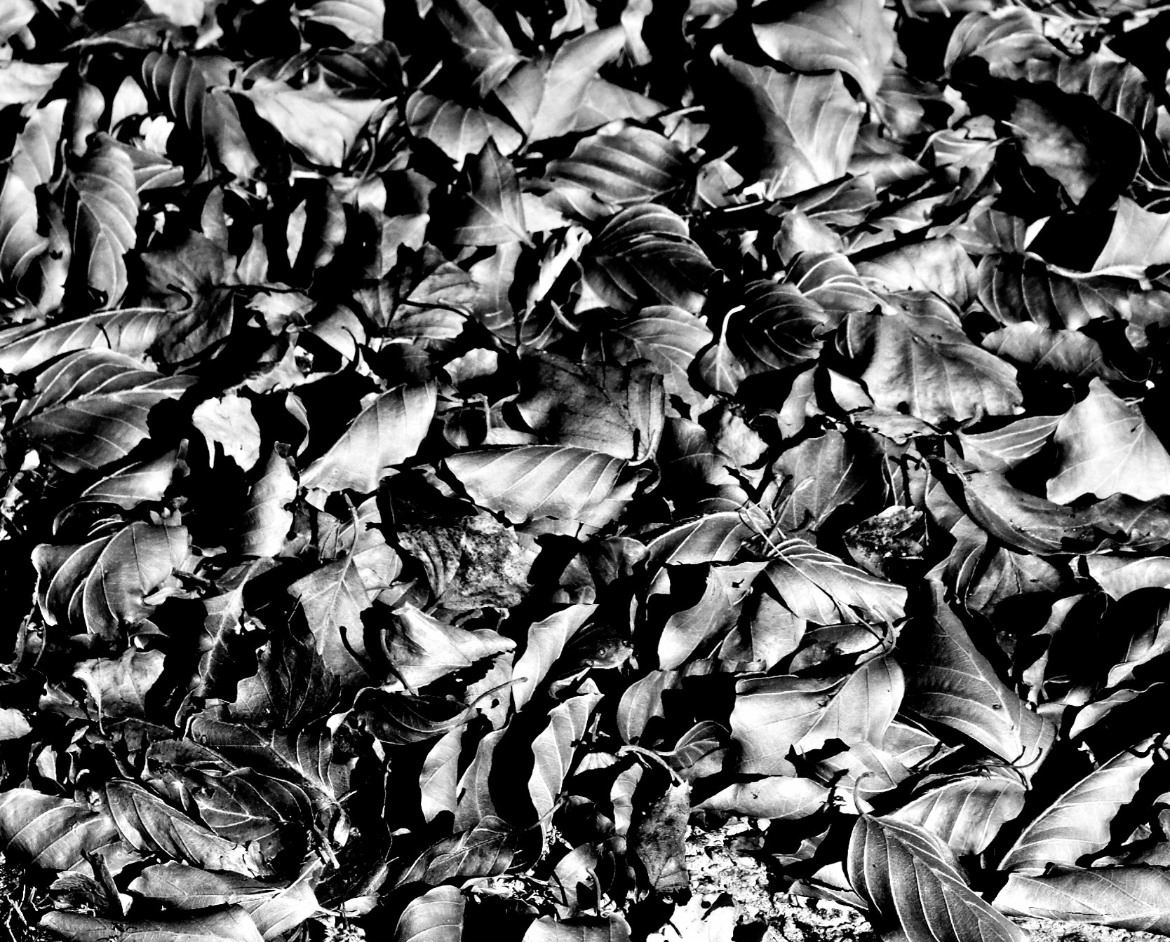 Sigma 17-70mm F2.8-4 DC Macro OS HSM sample photo. Fouillis de feuiles photography