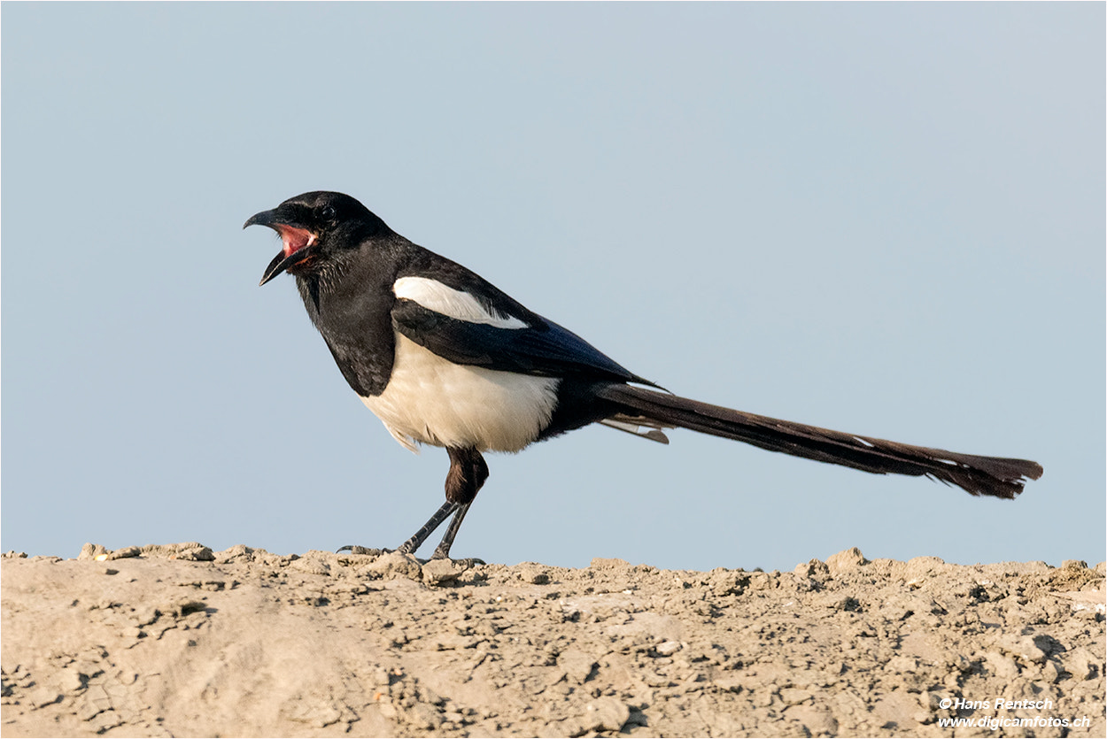 Nikon AF-S Nikkor 600mm F4E FL ED VR sample photo. Ist ja schon gut .... photography