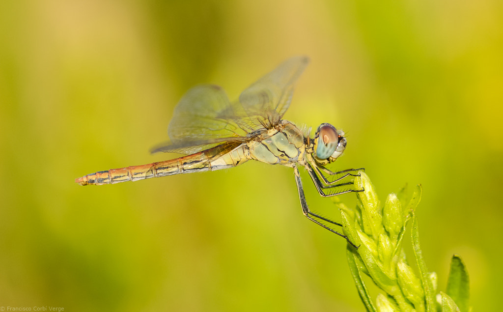 Olympus OM-D E-M1 + Sigma 105mm F2.8 EX DG Macro sample photo. La belleza del depredador. photography