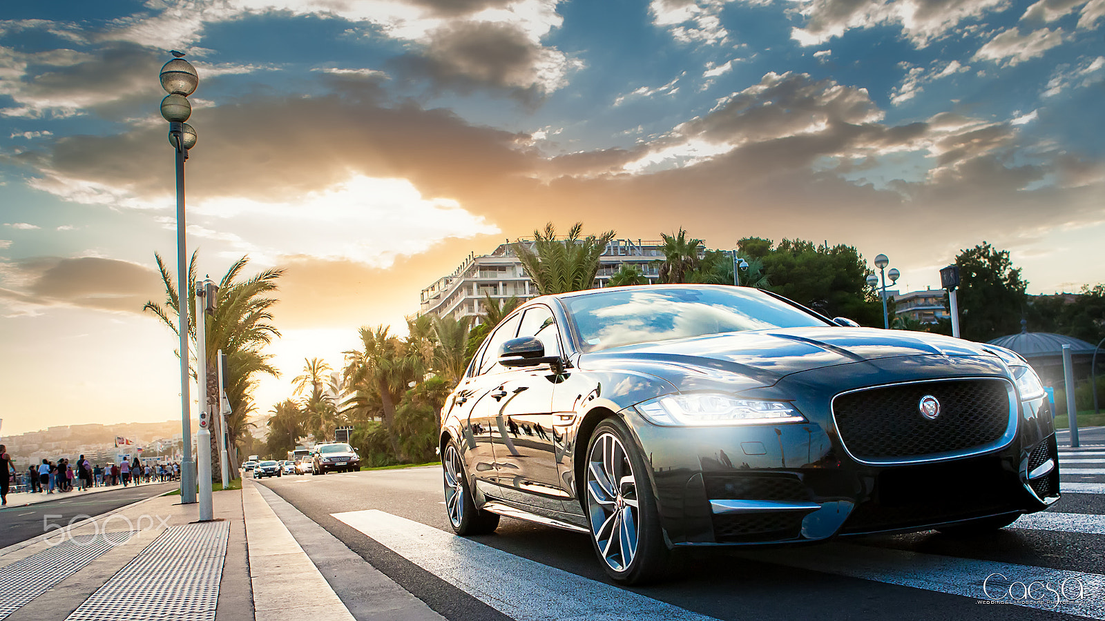 Canon EOS-1D Mark III sample photo. Jaguar photography