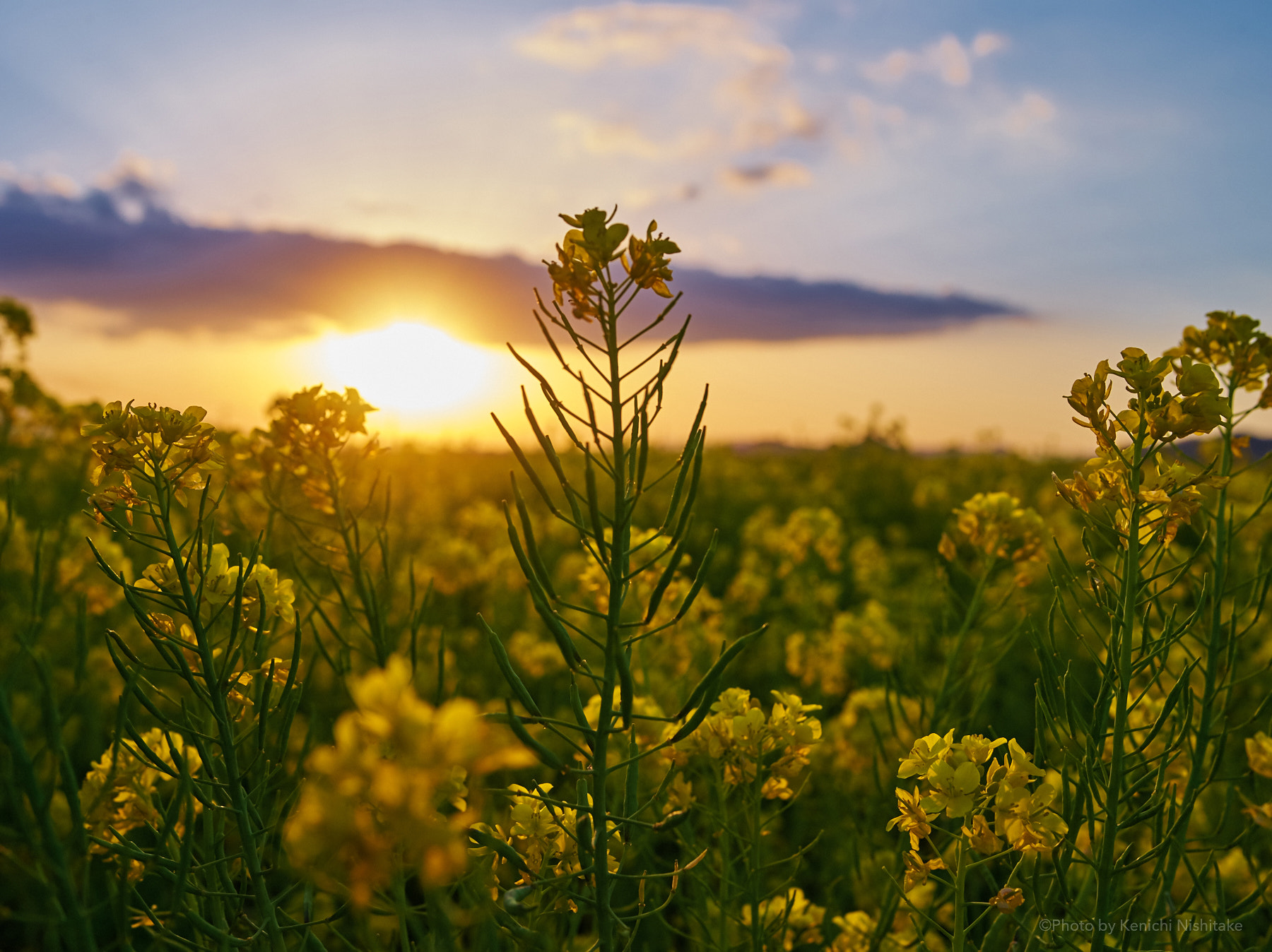 Pentax 645D sample photo. Field mustard photography