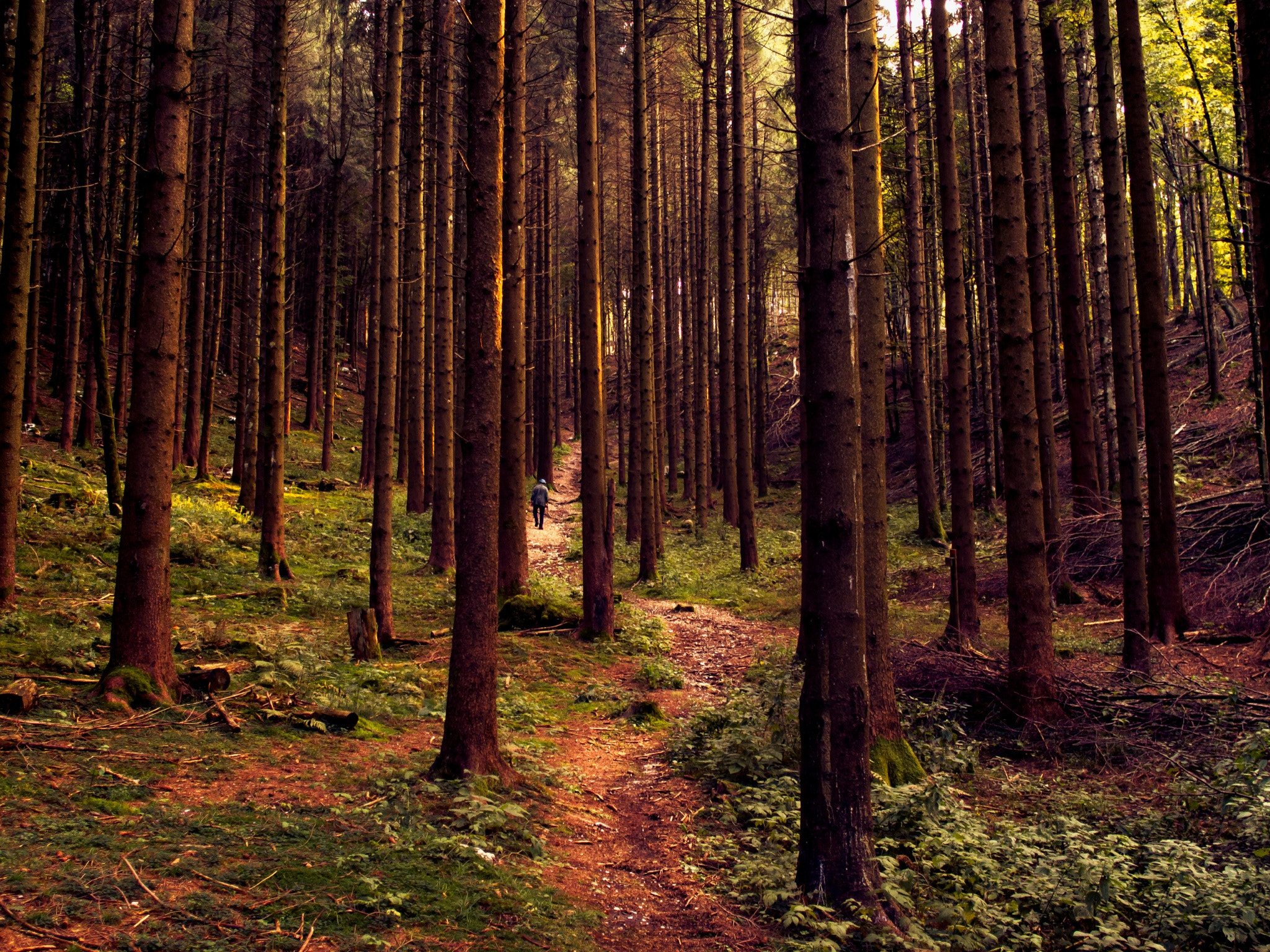 Olympus OM-D E-M5 + Sigma 19mm F2.8 DN Art sample photo. Hiking in col campeggia photography