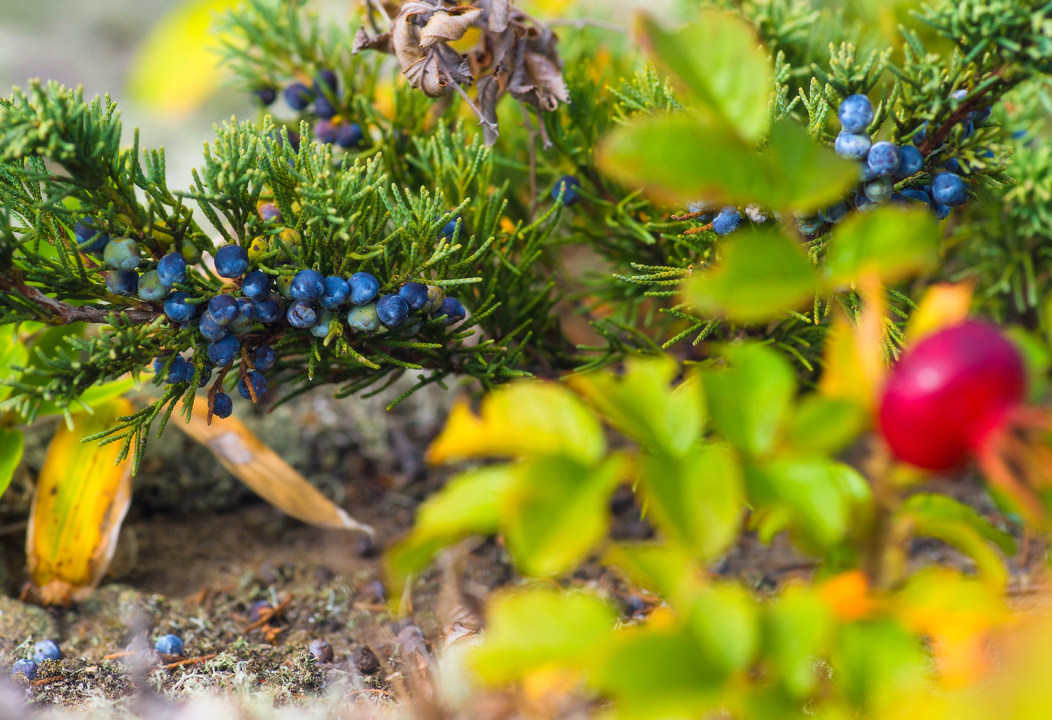 Sony Alpha DSLR-A850 + Minolta AF 100mm F2.8 Macro [New] sample photo. Wild berry. photography