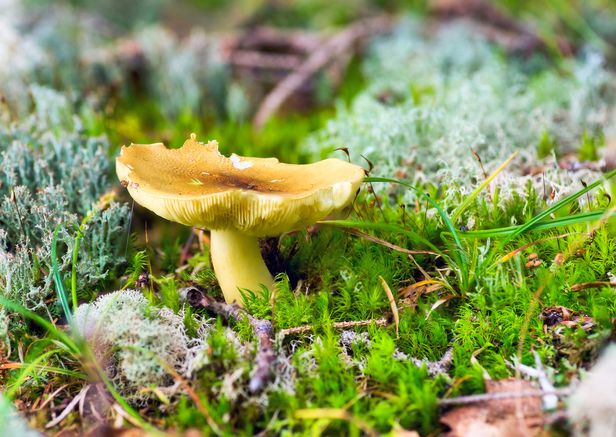 Sony Alpha DSLR-A850 + Minolta AF 100mm F2.8 Macro [New] sample photo. Forest mushroom. photography
