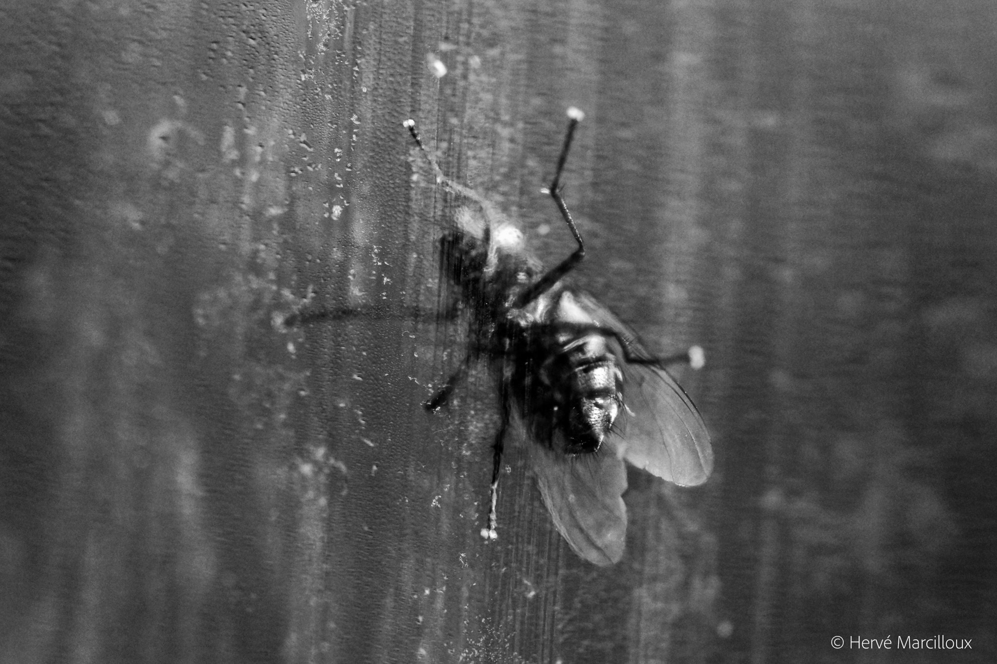 105mm F2.8 sample photo. Time to clean the window... photography