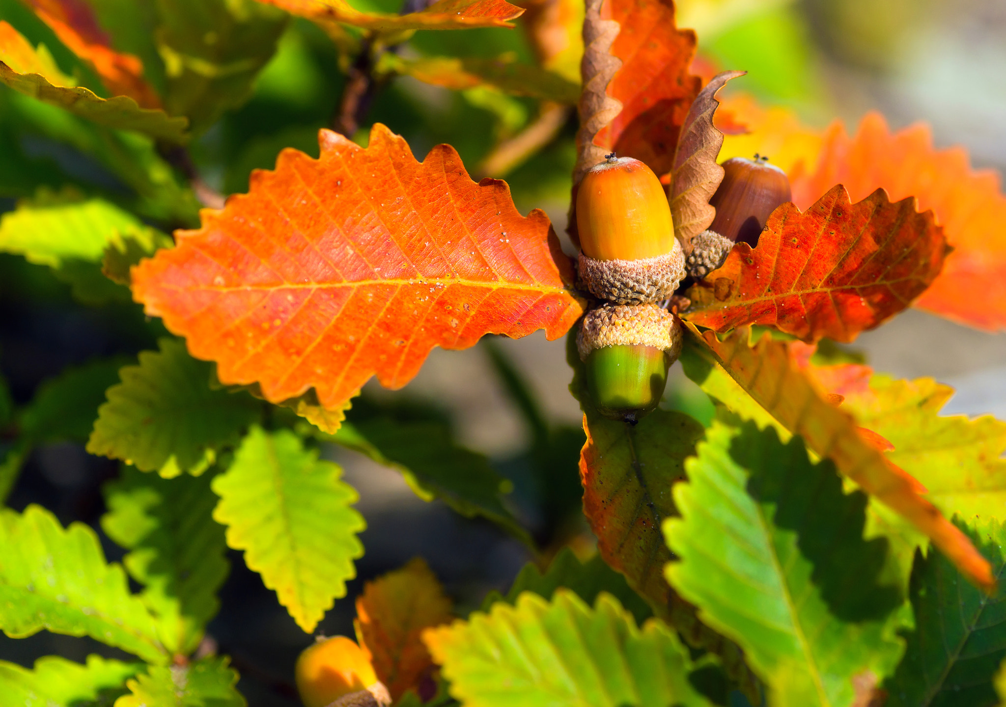 Sony Alpha DSLR-A850 sample photo. Autumn acorns. photography