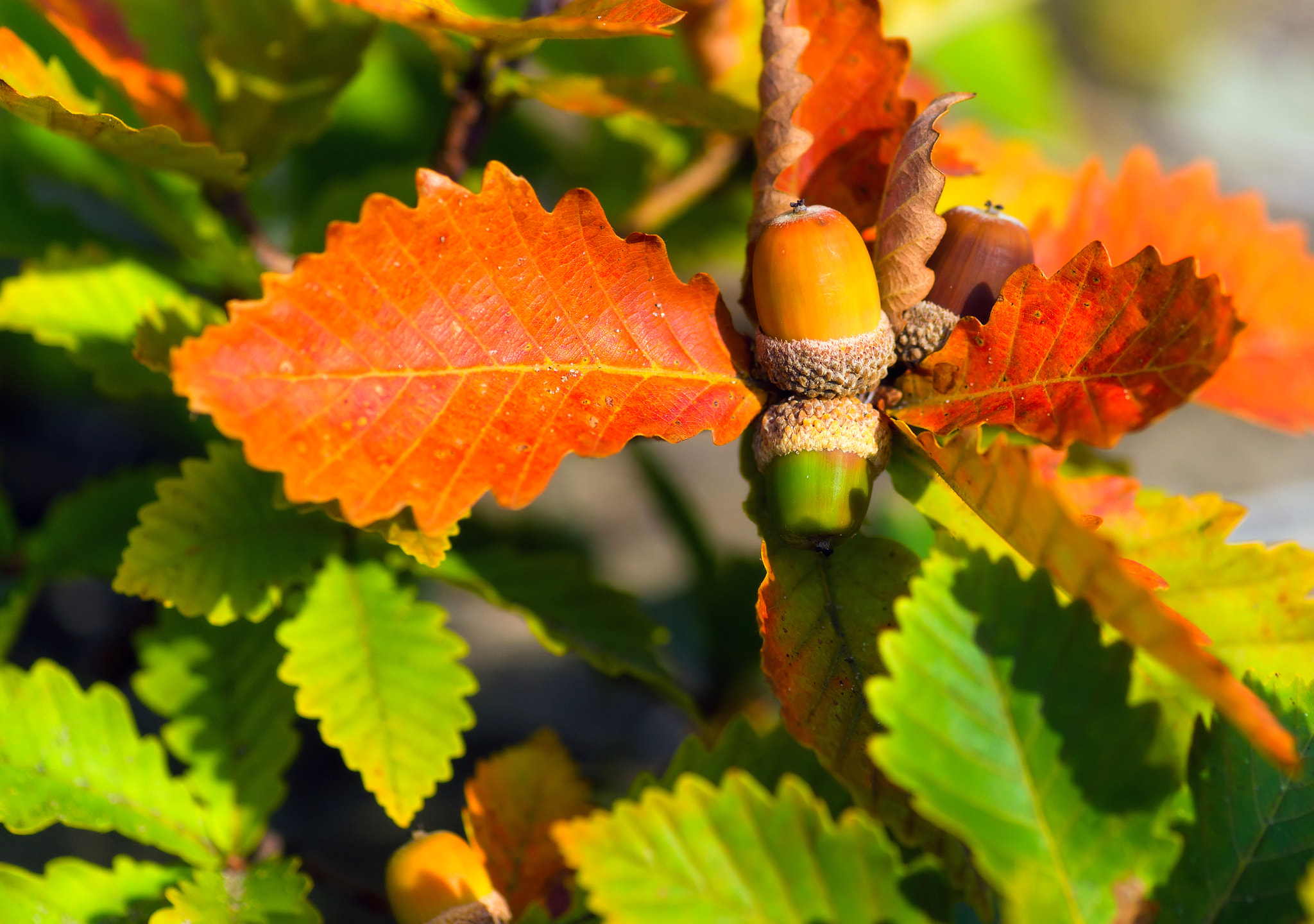 Sony Alpha DSLR-A850 + Minolta AF 100mm F2.8 Macro [New] sample photo. Autumn acorns. photography