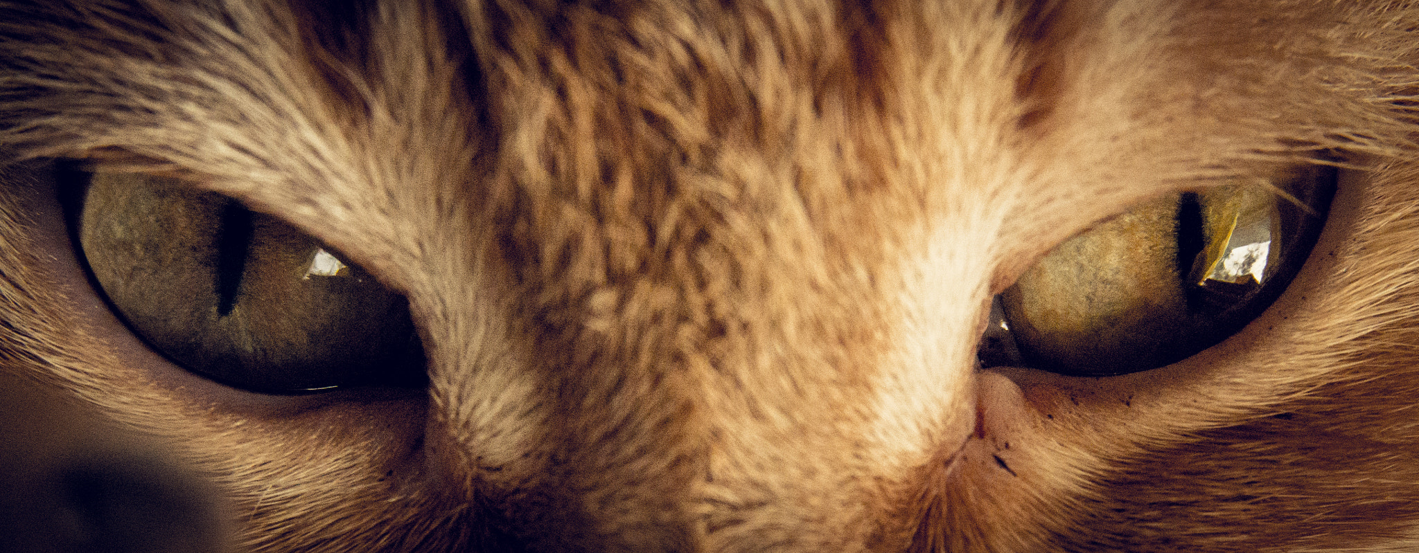 Sigma 17-70mm F2.8-4 DC Macro OS HSM sample photo. Cat's eyes photography