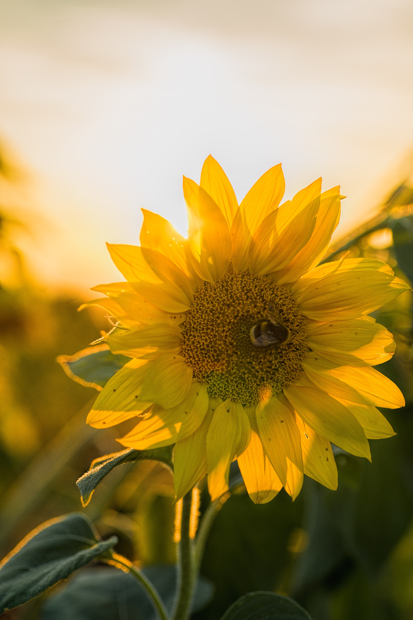 Sony a7 II + Tamron 18-270mm F3.5-6.3 Di II PZD sample photo. Sunflower photography