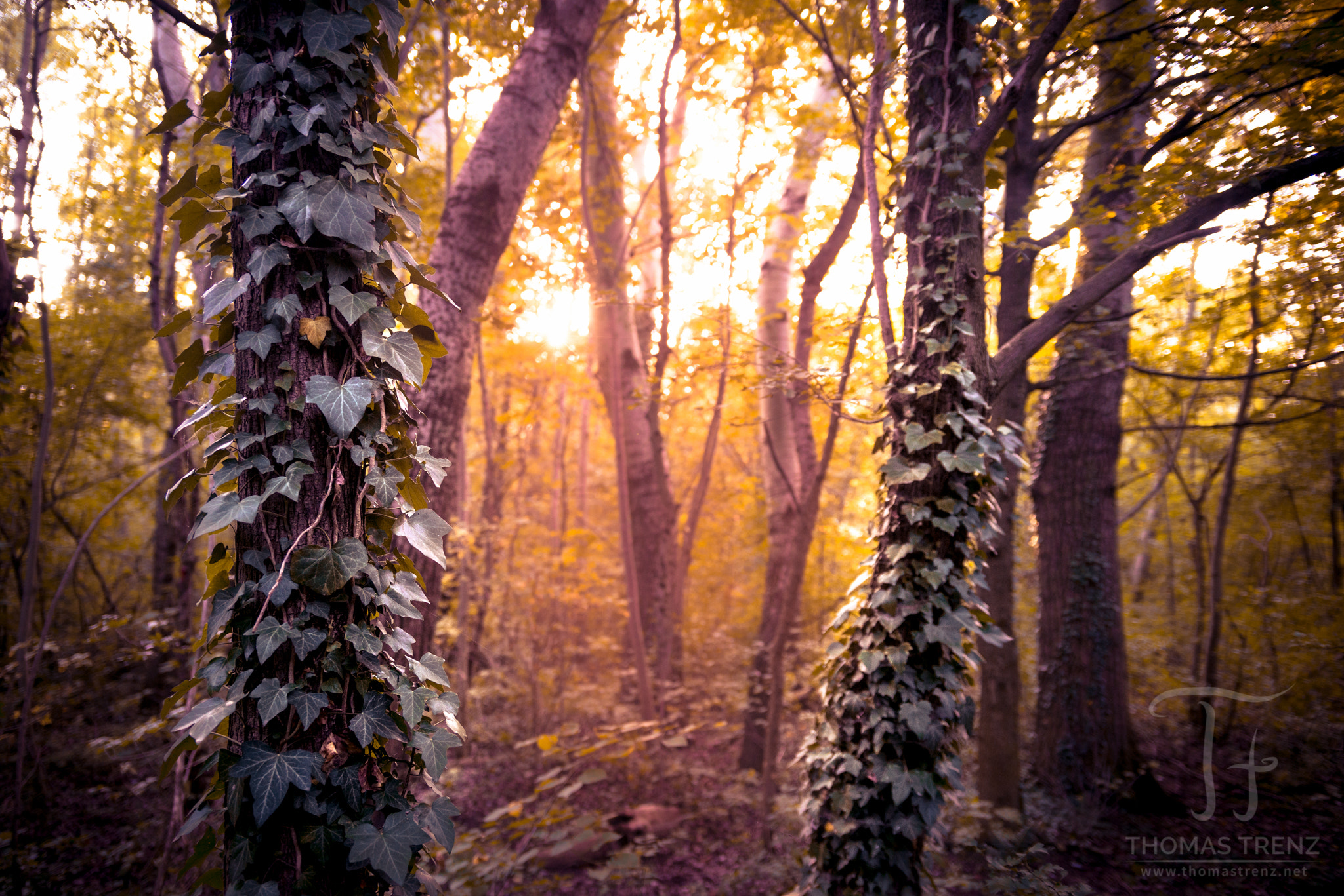 Nikon D600 sample photo. The magic forest photography