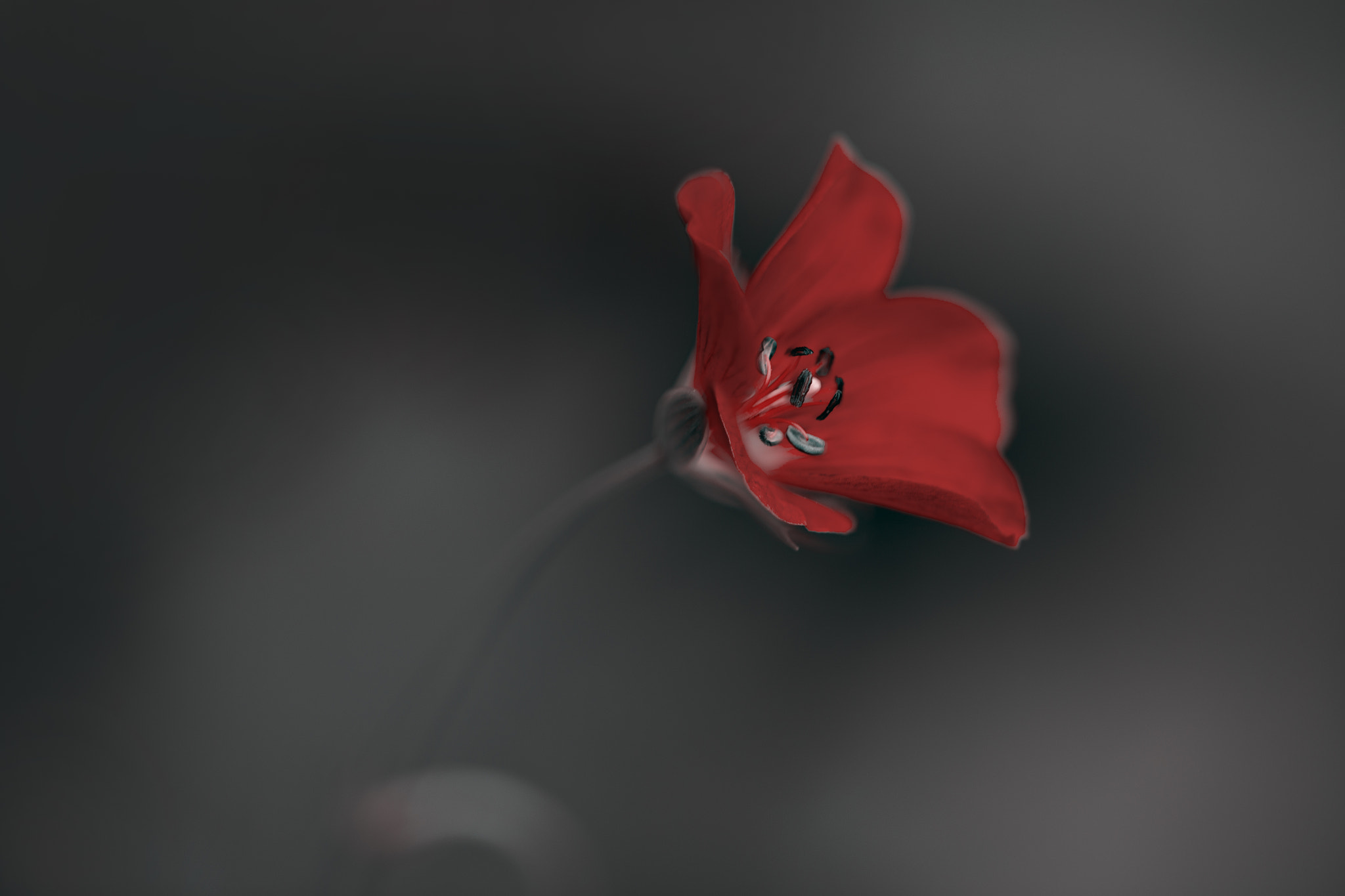 ZEISS Makro-Planar T* 100mm F2 sample photo. Flower photography