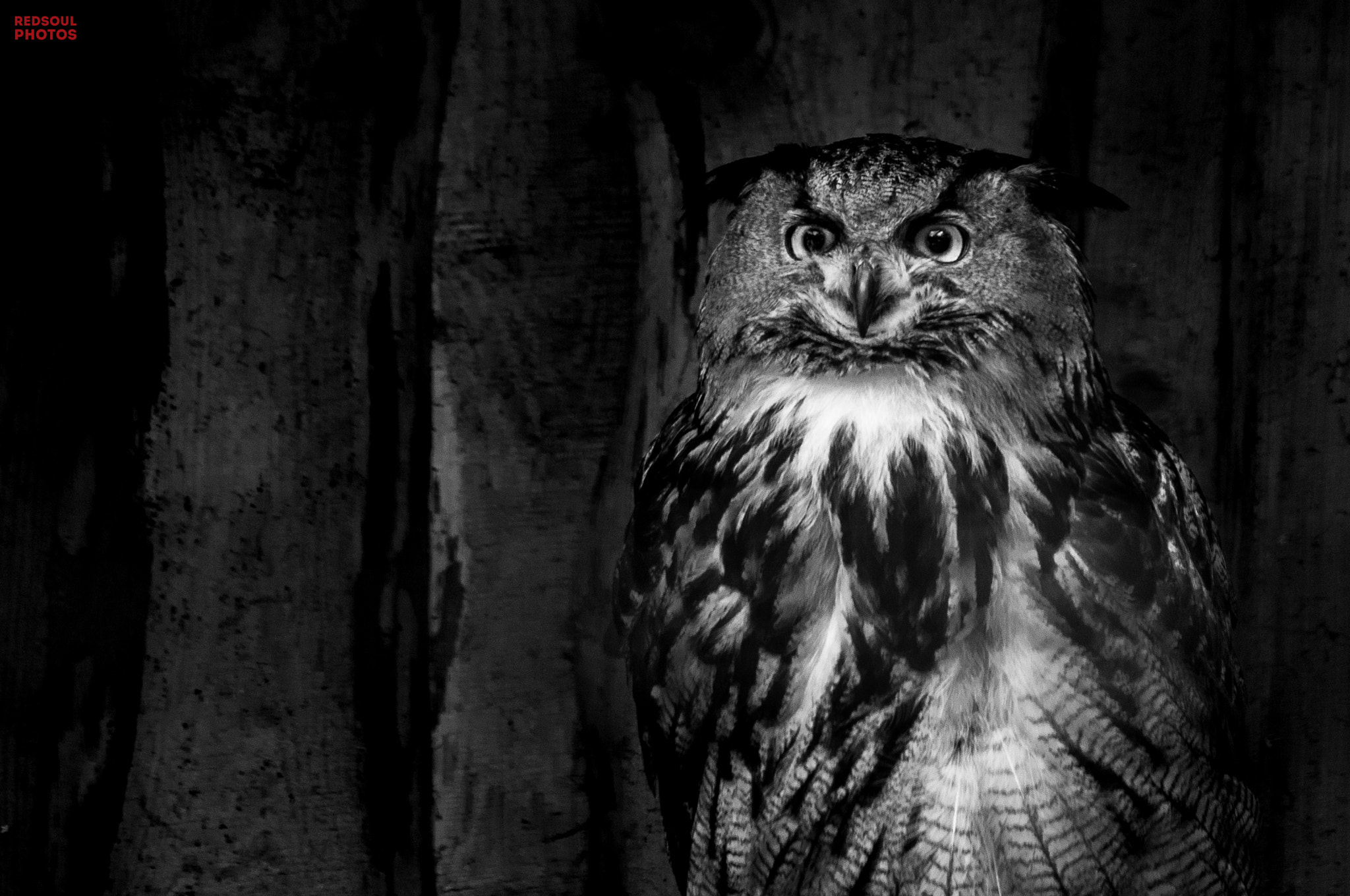 smc PENTAX-DA L 50-200mm F4-5.6 ED sample photo. Smile of the predator photography