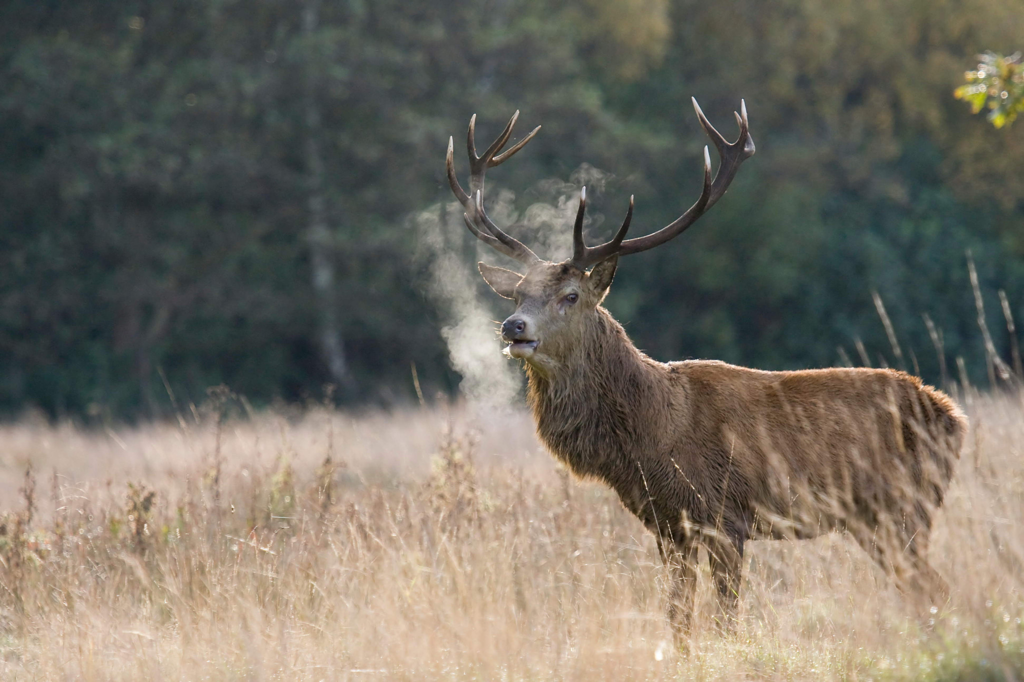 Canon EOS 40D + Canon EF 100-400mm F4.5-5.6L IS USM sample photo. Stag photography