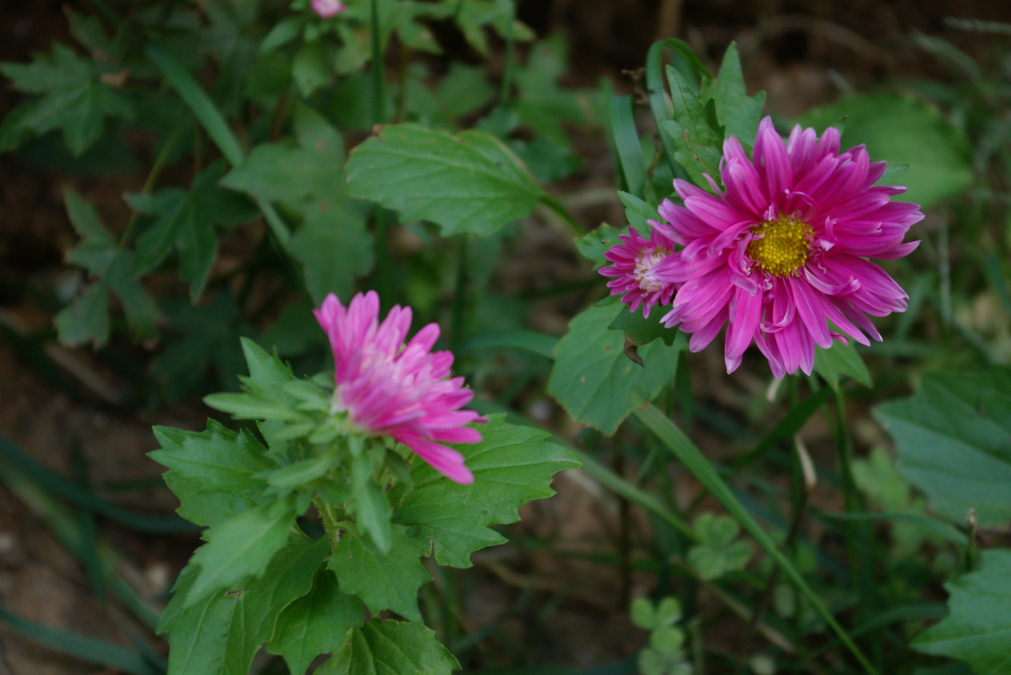 Pentax *ist D sample photo. Flowers 2 photography