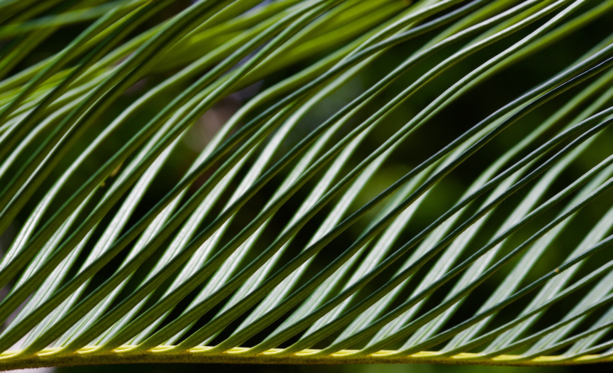 Canon EF 100mm F2.8 Macro USM sample photo. Line photography