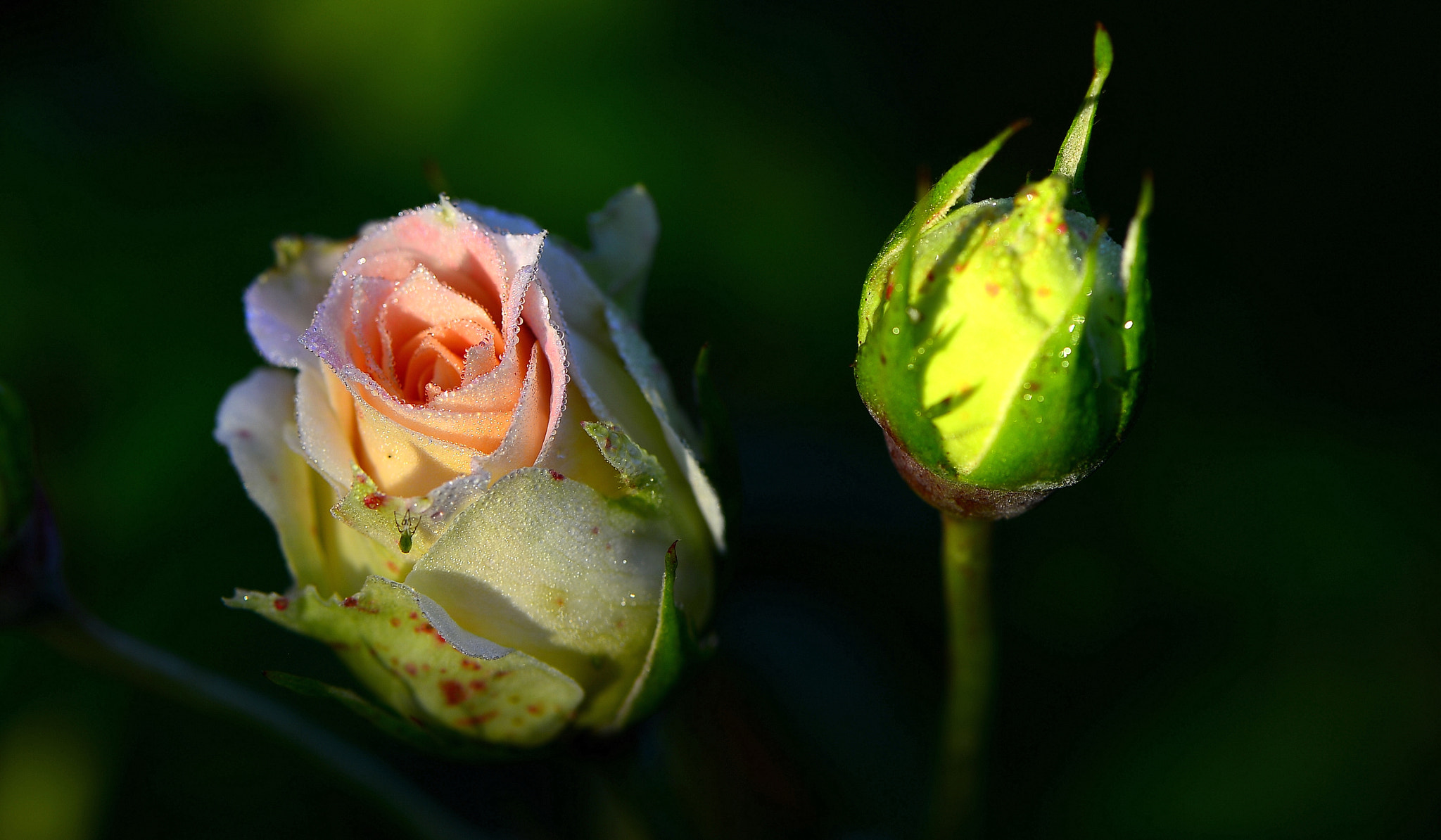 Nikon Df sample photo. Early morning beauties photography