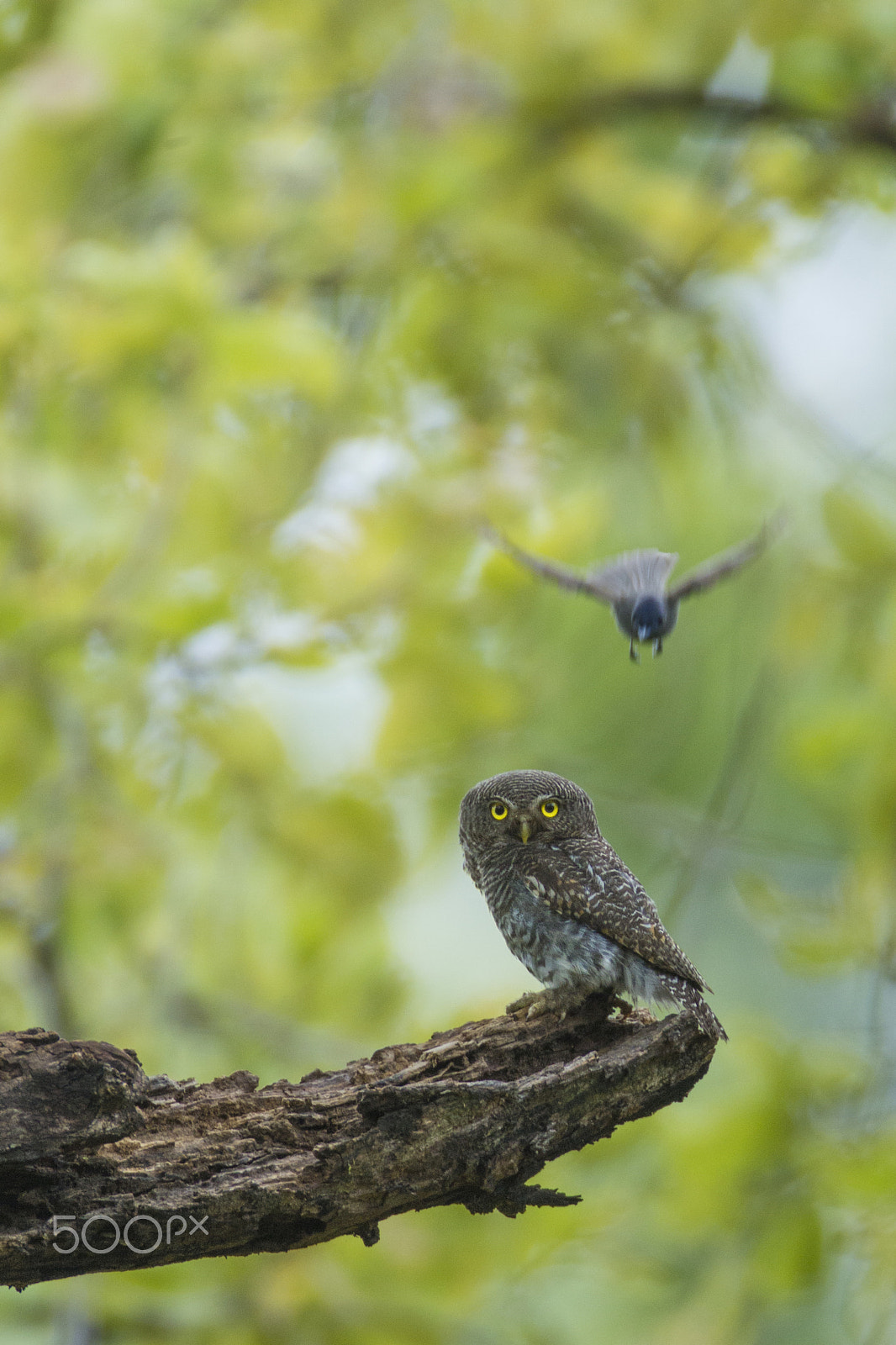 Canon EF 600mm f/4L IS + 2x sample photo. Dive bomb photography