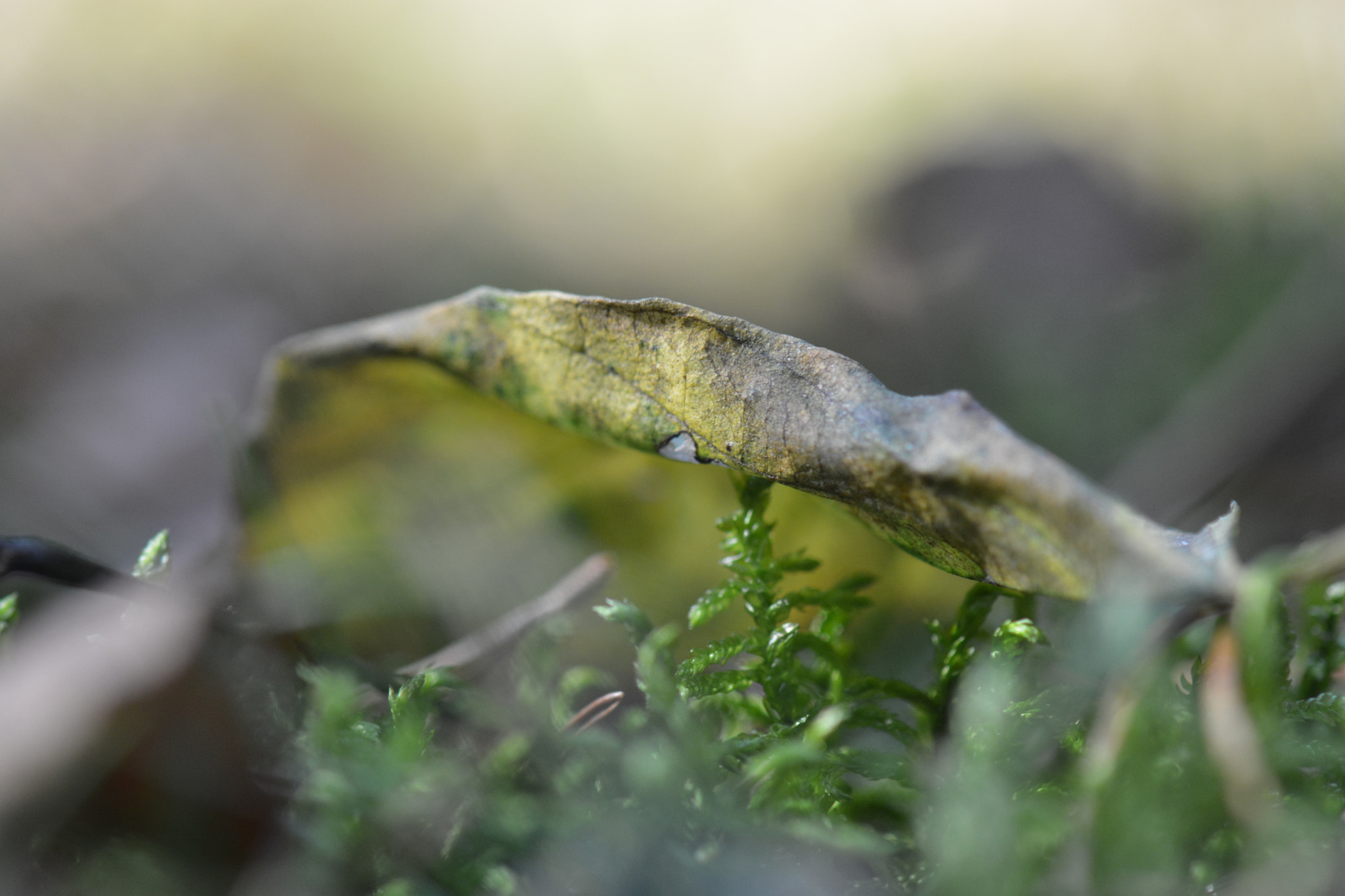 Nikon AF-S Micro-Nikkor 105mm F2.8G IF-ED VR sample photo. Dsc photography