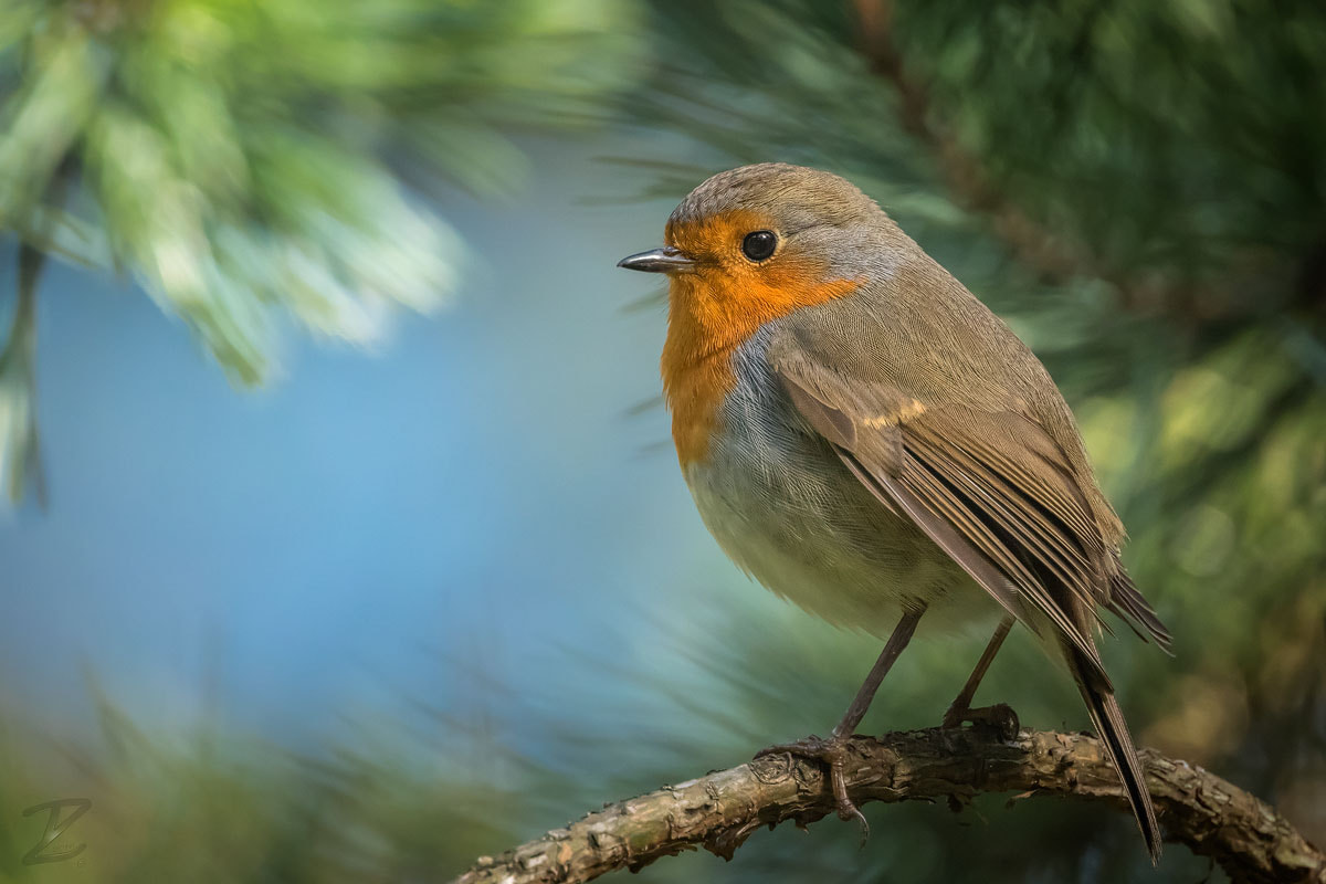 Canon EOS 7D Mark II + Canon EF 400mm F4 DO IS II USM sample photo. Rotkehlchen-blitzgemälde photography