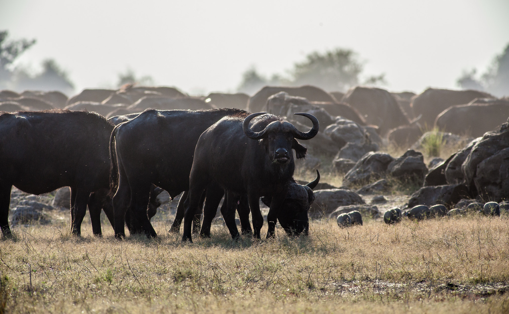 Canon EF 400mm F5.6L USM sample photo. Il mattino africano photography