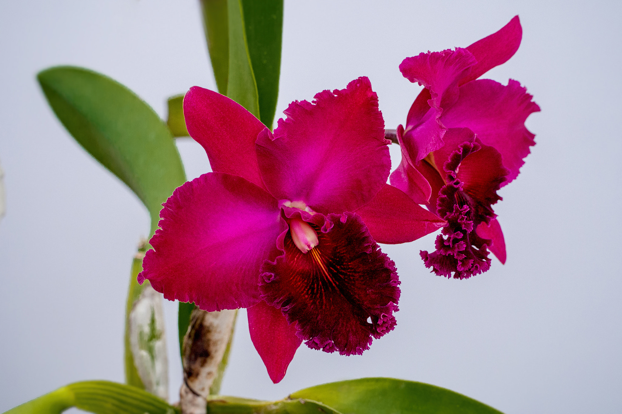 OLYMPUS M.75-300mm F4.8-6.7 sample photo. Cattleya หอมมากๆ ... photography