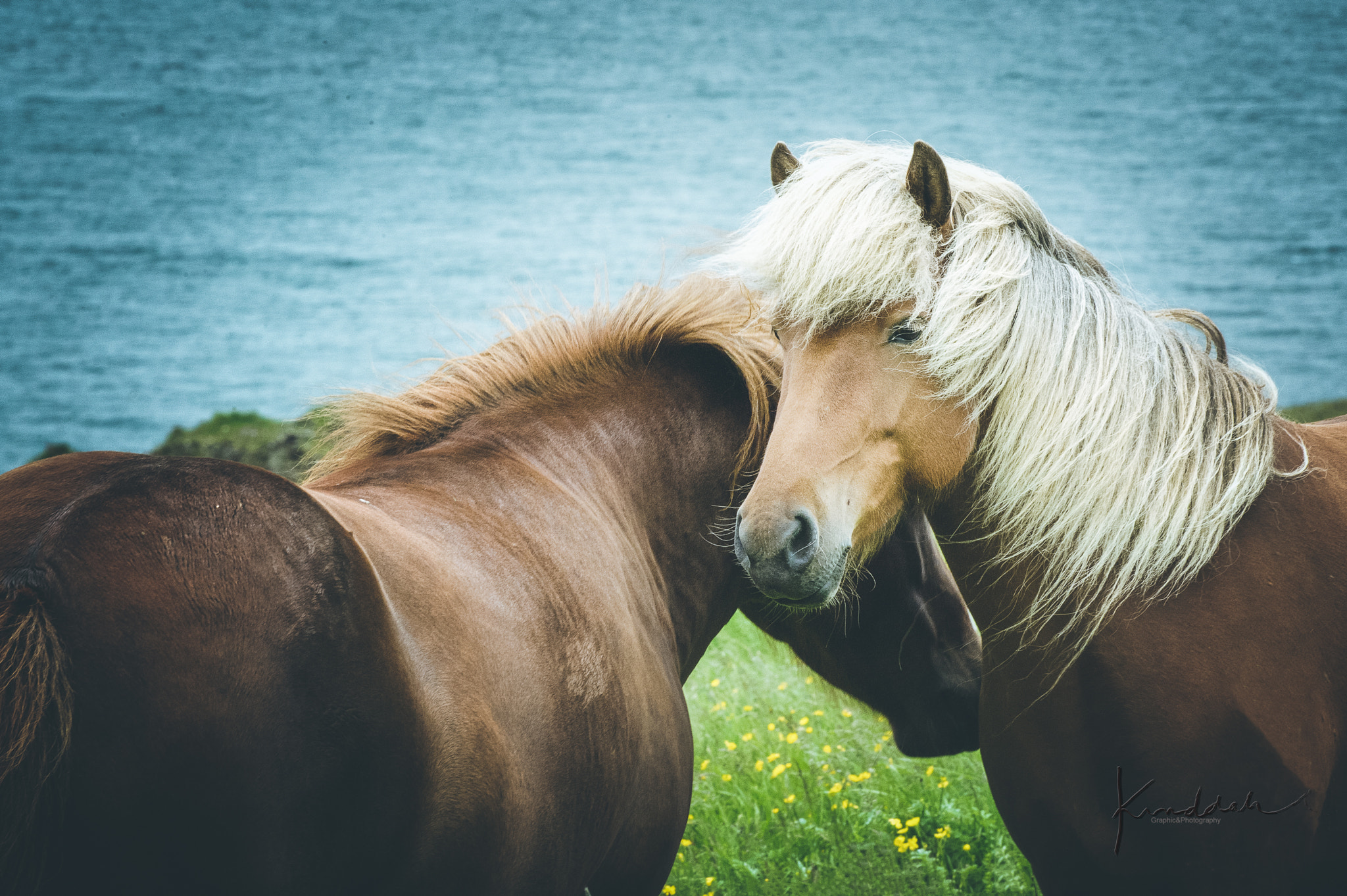 Nikon AF-S Nikkor 300mm F2.8G ED VR II sample photo. Icelandic beauties ii photography