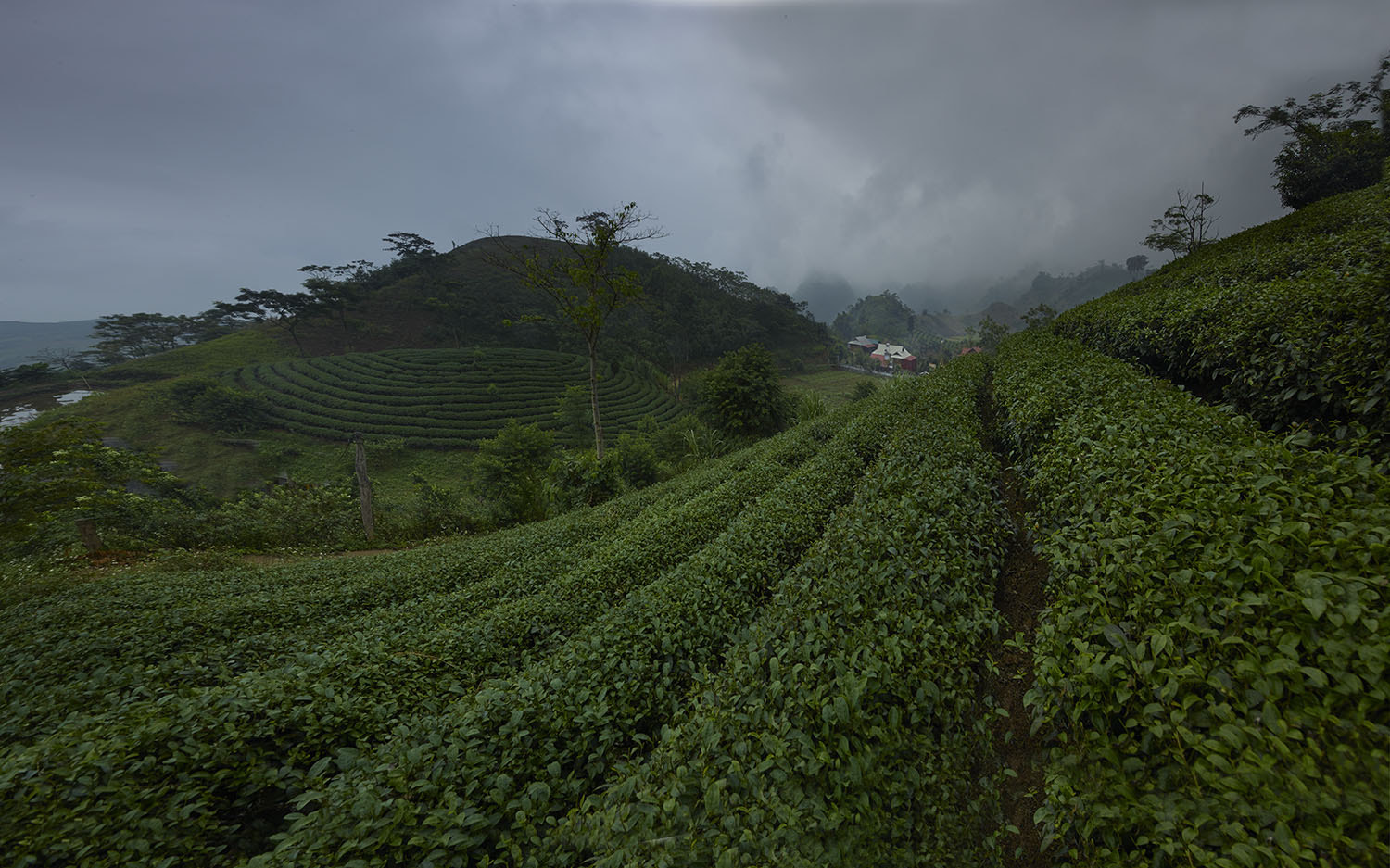 Phase One IQ260 sample photo. Ben doi tea plantations vietnam photography