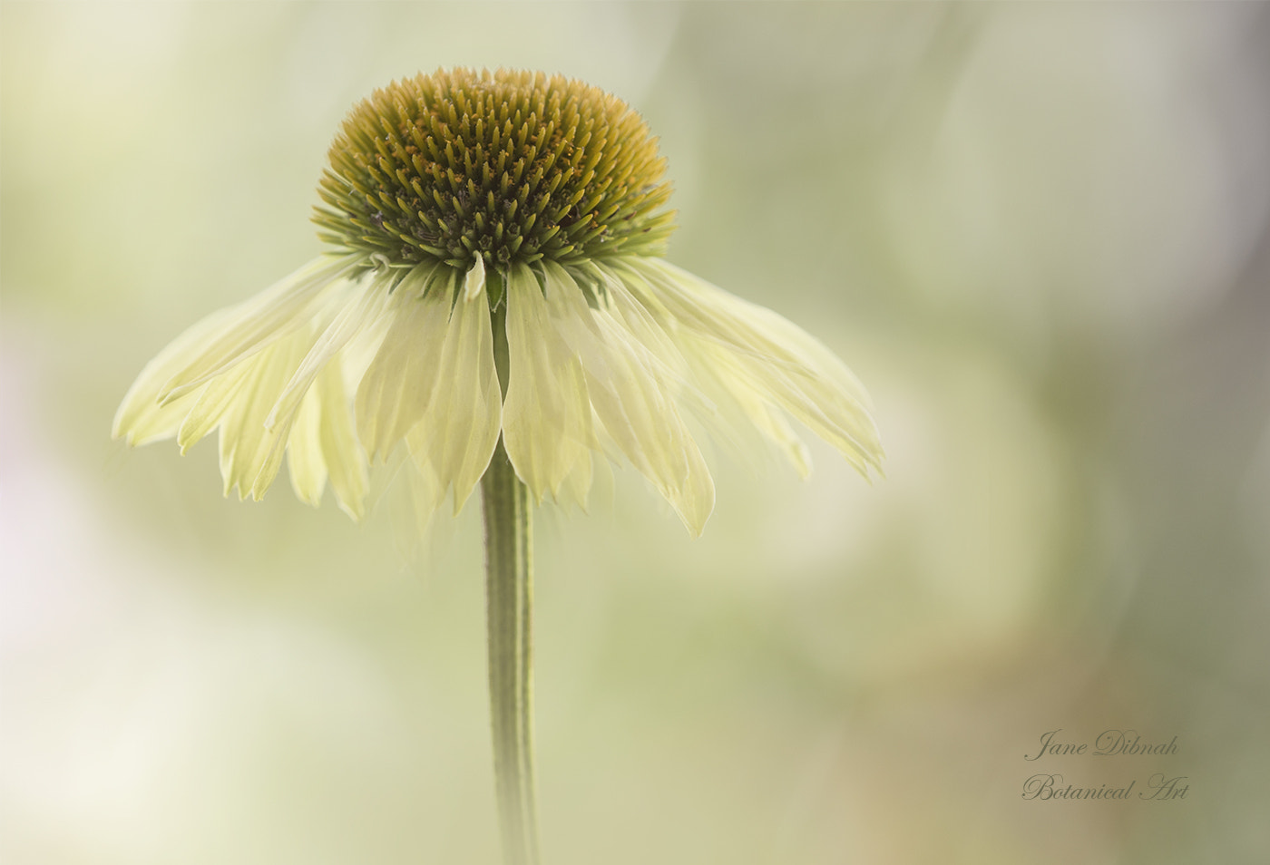 Canon EF 180mm F3.5L Macro USM sample photo. Echinacea photography