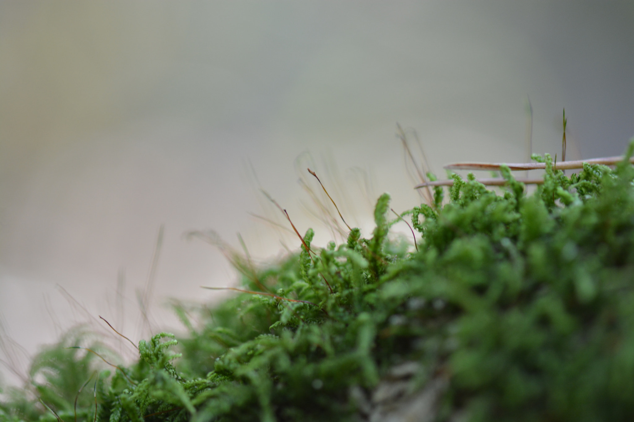 Nikon AF-S Micro-Nikkor 105mm F2.8G IF-ED VR sample photo. Moss photography