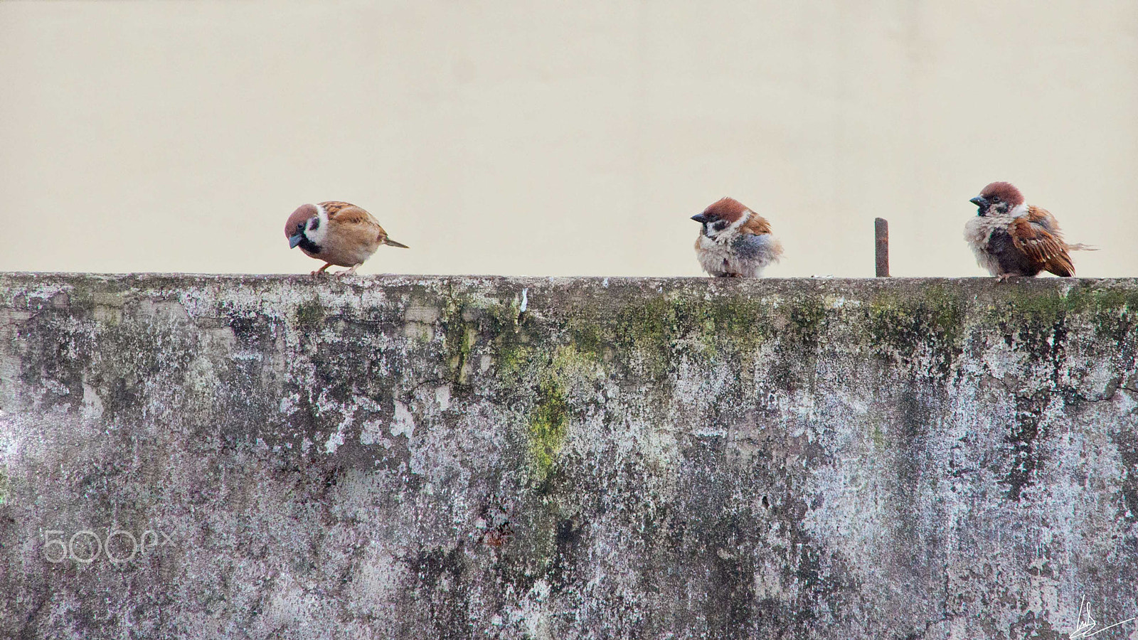 Nikon D90 + Sigma 18-200mm F3.5-6.3 DC sample photo. Three birds photography