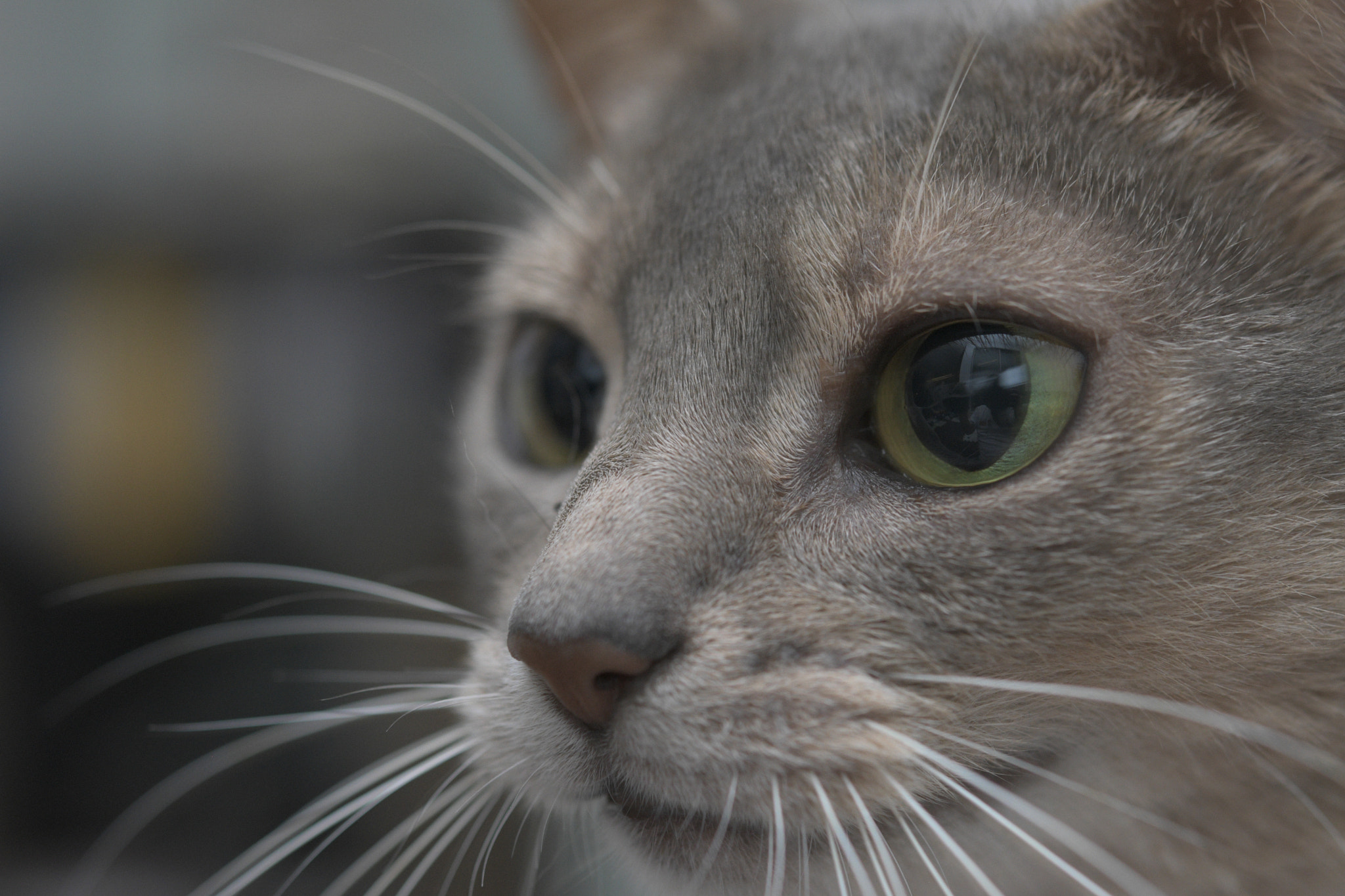 Nikon AF-S Micro-Nikkor 60mm F2.8G ED sample photo. 20160925-_dsc0687-1.jpg photography