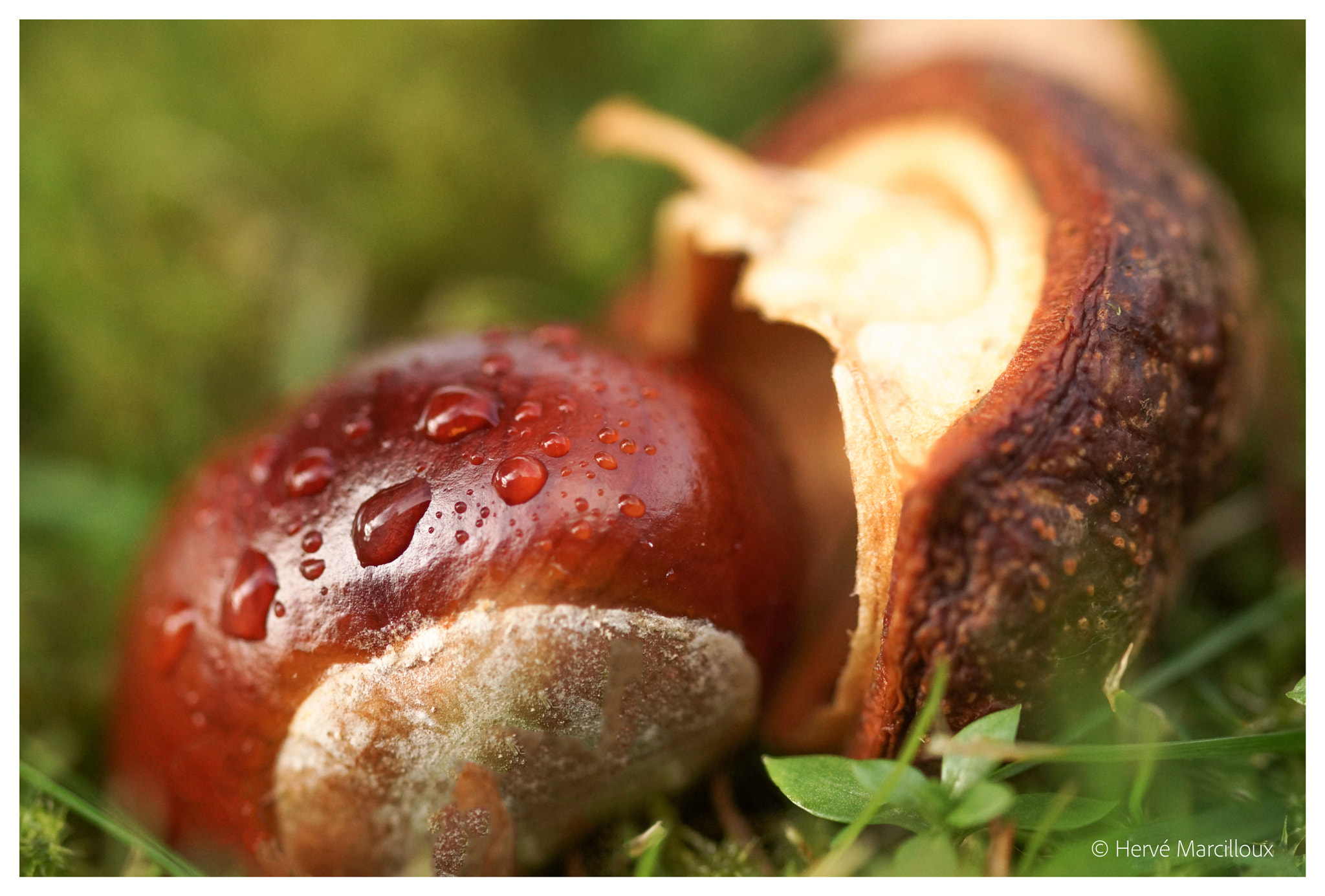 Sony SLT-A77 + 105mm F2.8 sample photo. Chestnut photography