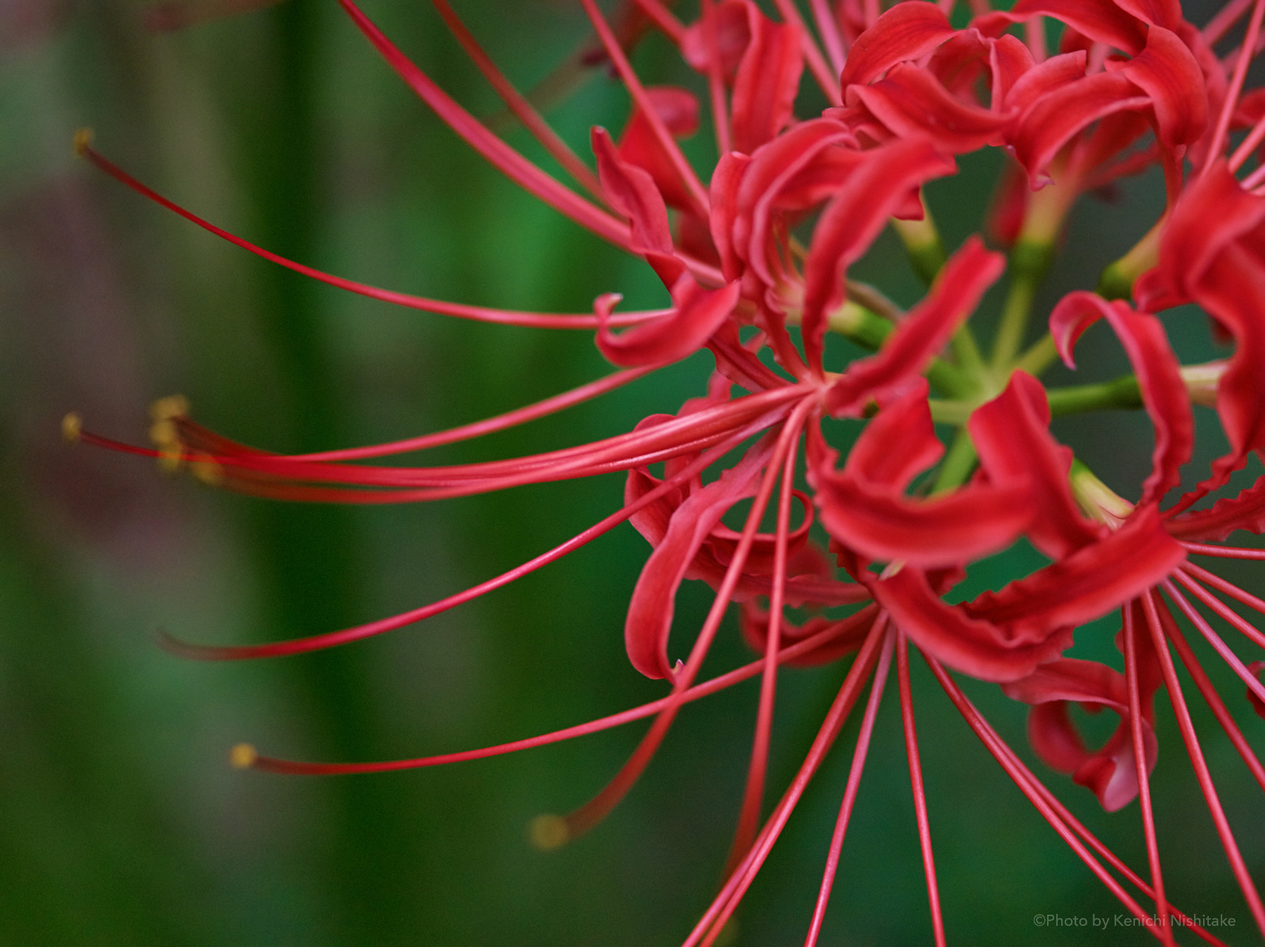 Pentax 645D sample photo. Red cluster amaryllis photography