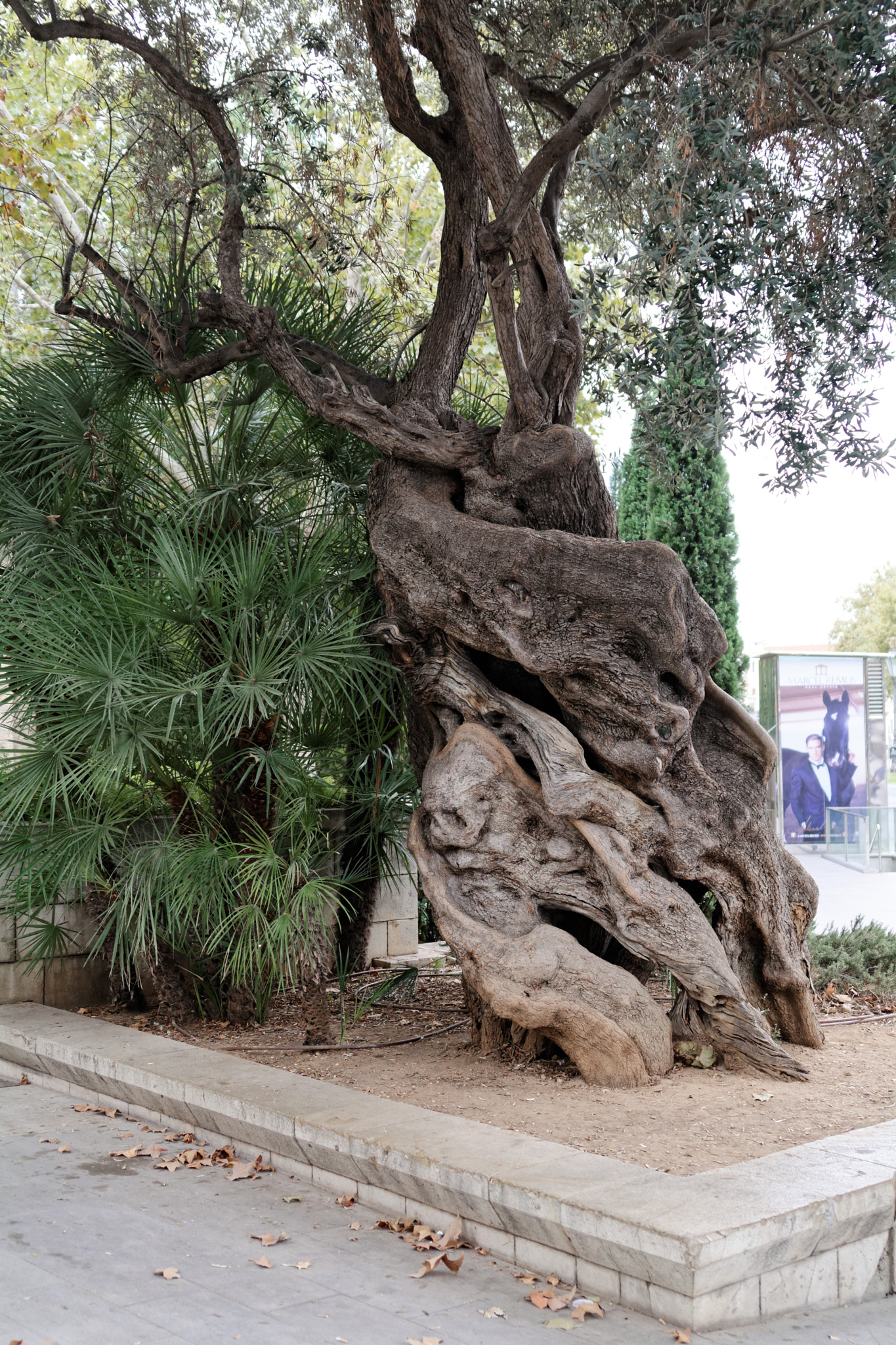 Nikon D5200 sample photo. Olive tree with skull face photography