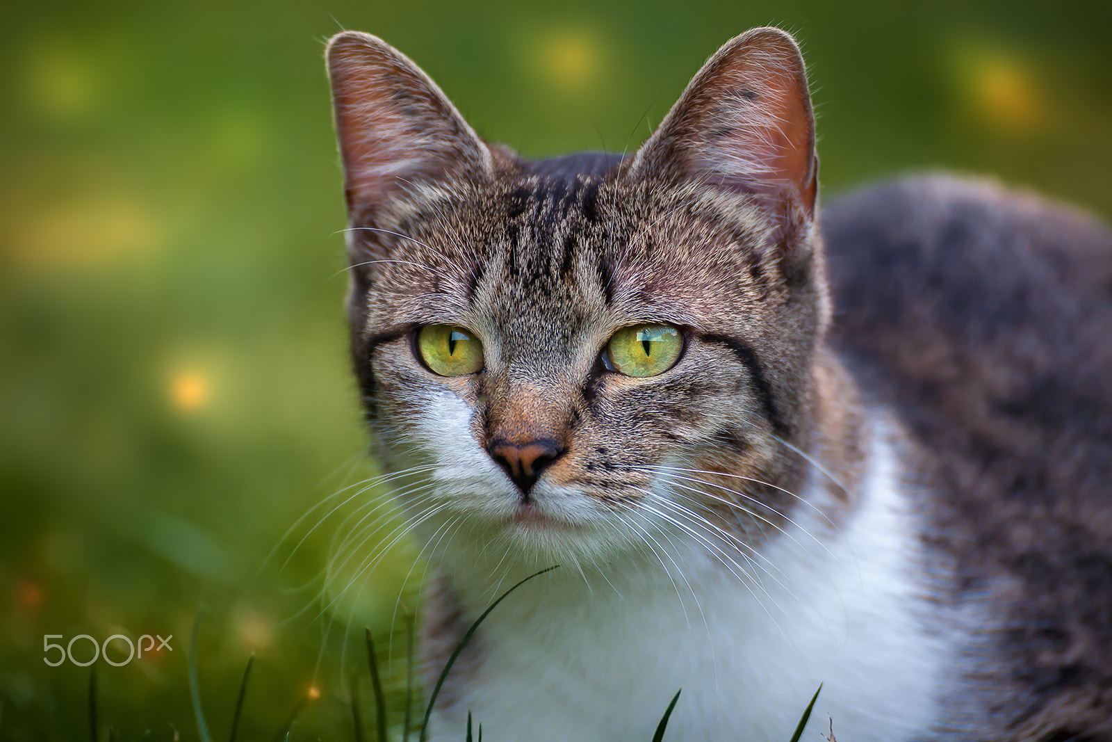 Tamron SP 35mm F1.8 Di VC USD sample photo. Cat portrait mila part 2 photography