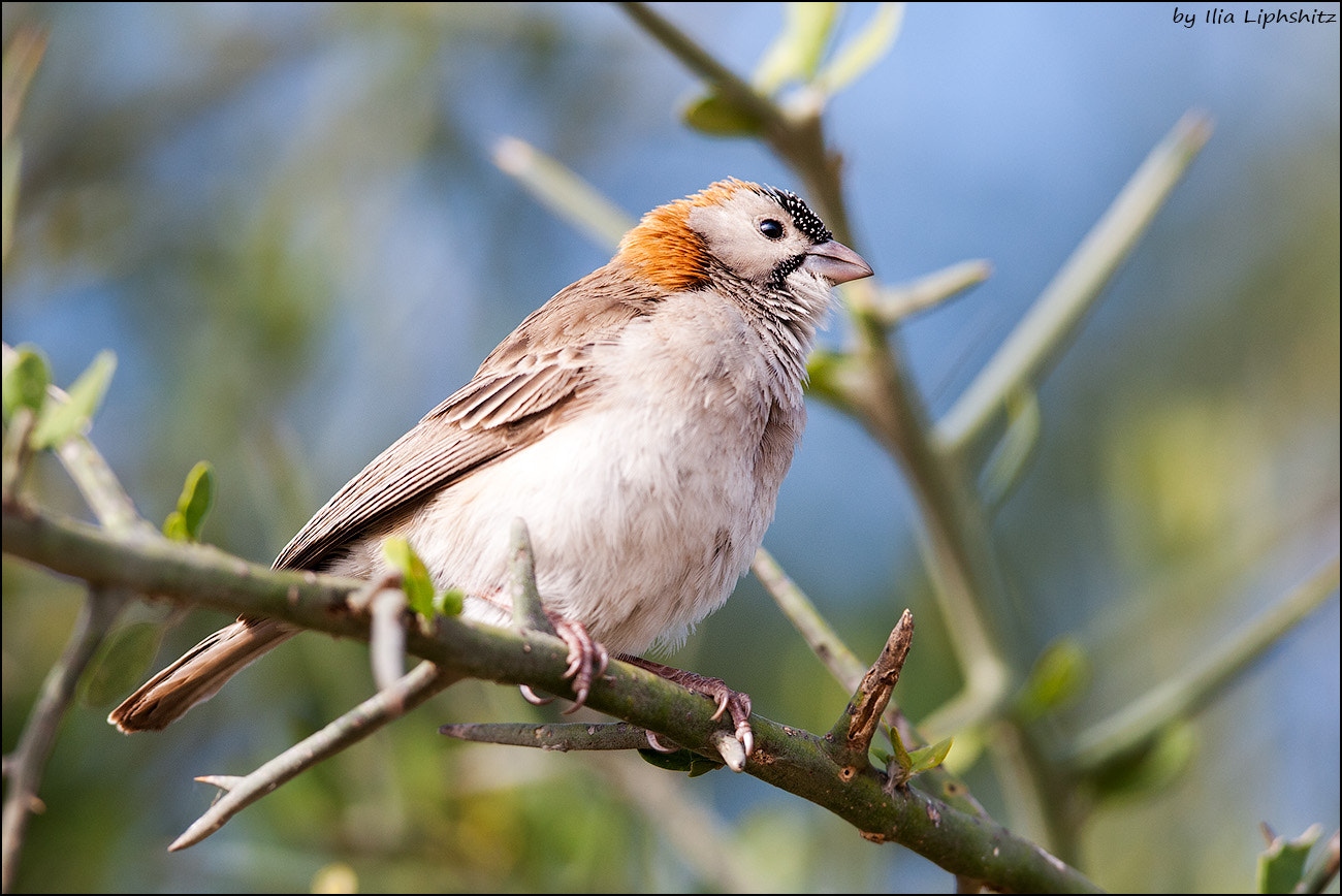 Canon EF 300mm F2.8L IS USM sample photo. Speckle-fronted weaver photography