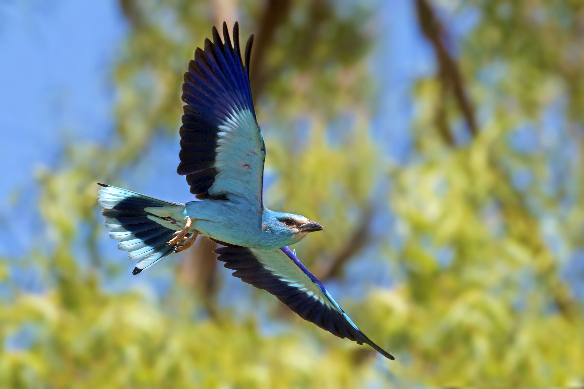 Canon EF 300mm F2.8L IS II USM sample photo. Colorful roller photography