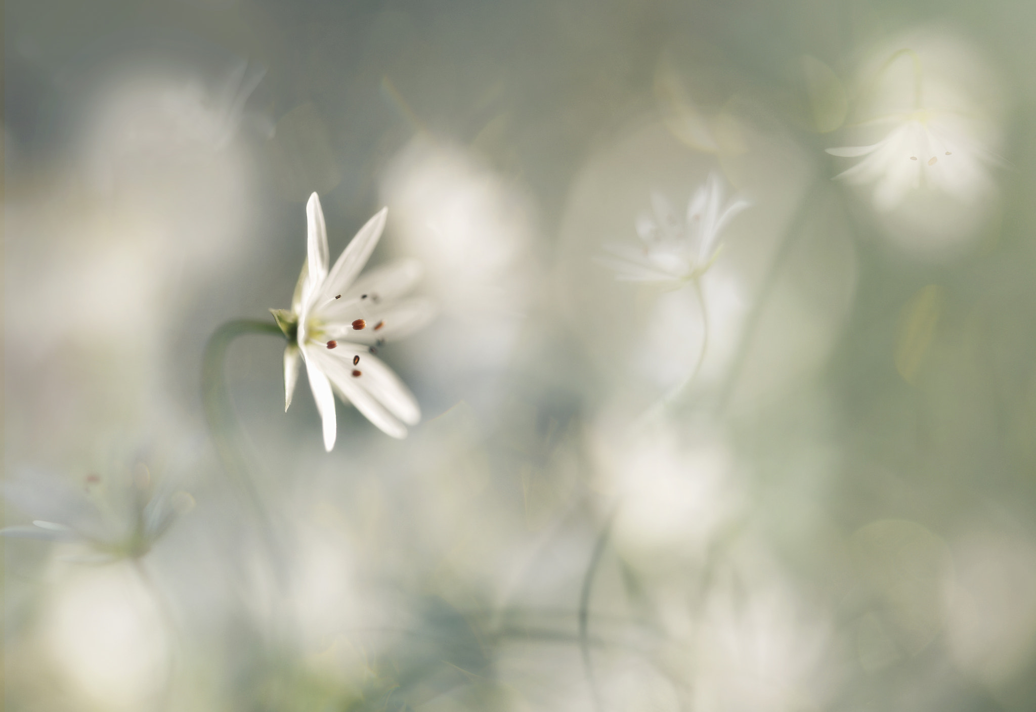 Nikon AF-S Micro-Nikkor 60mm F2.8G ED sample photo. Tender beauty ll photography