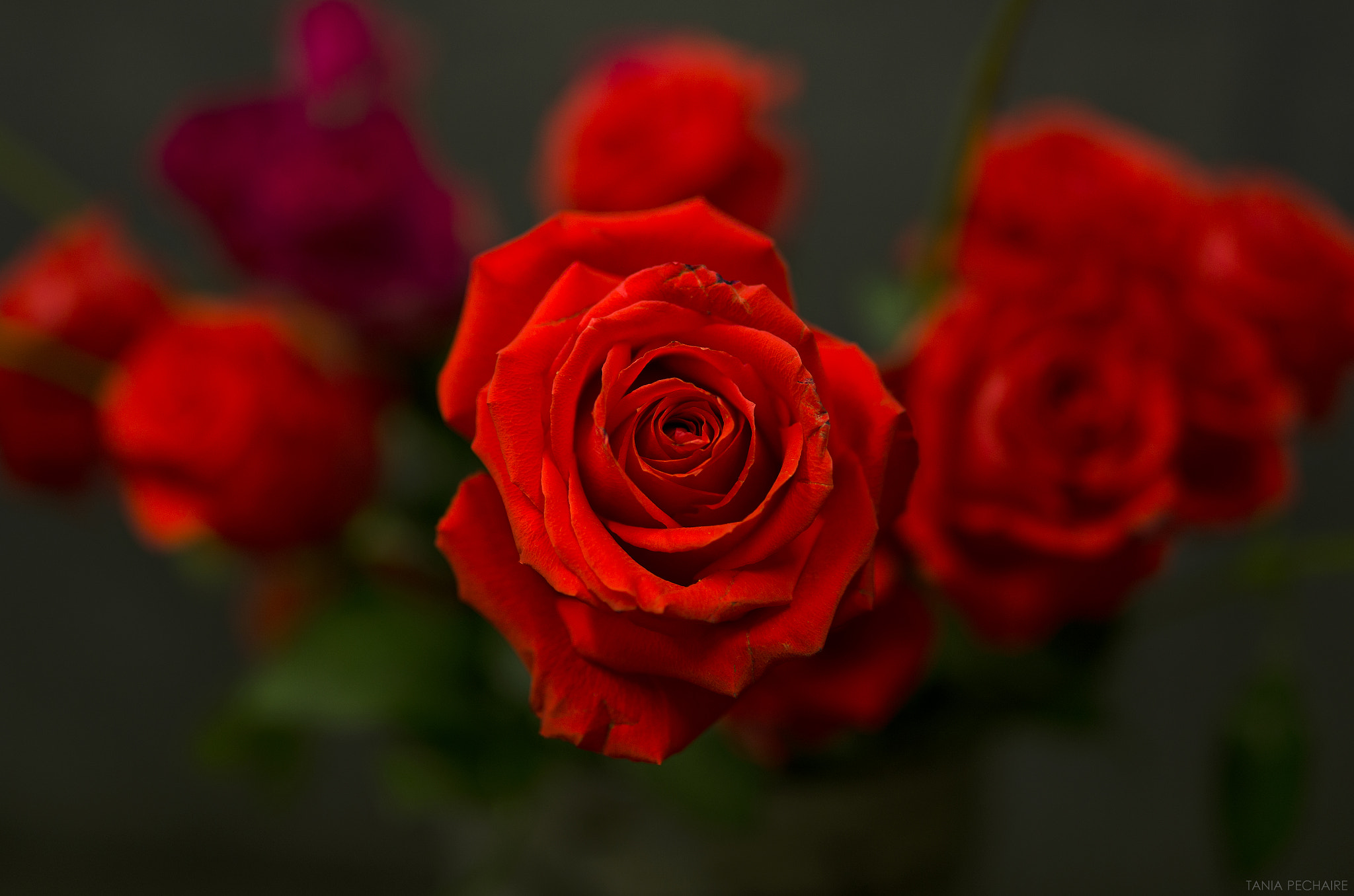 Nikon D7000 + Sigma 35mm F1.4 DG HSM Art sample photo. Rose photography