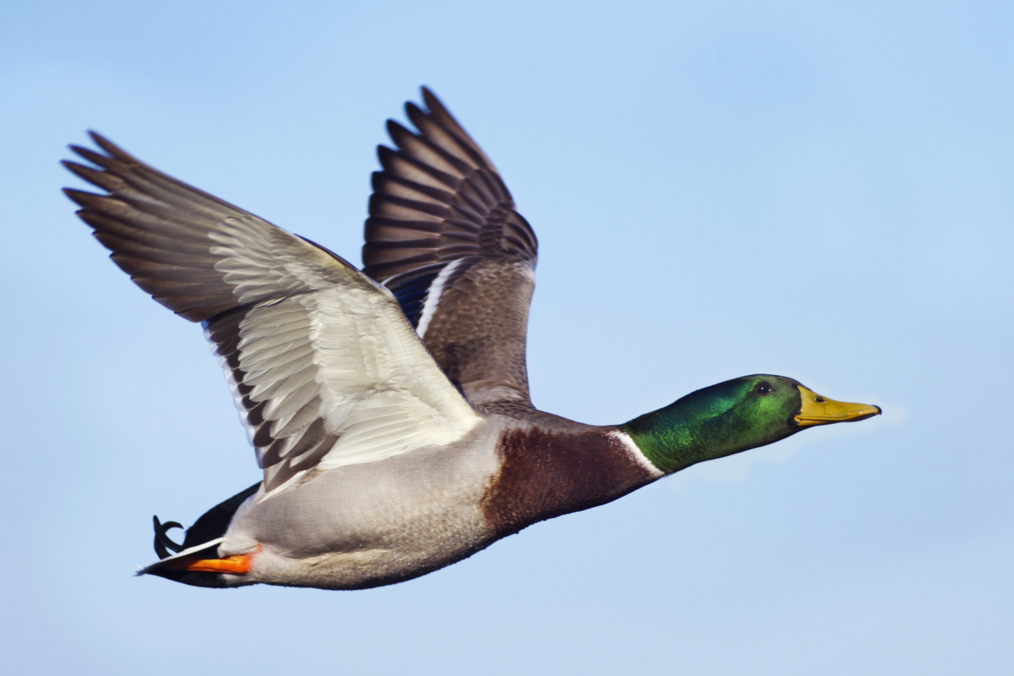 Canon EOS 7D + Canon EF 300mm f/2.8L sample photo. Mallard photography