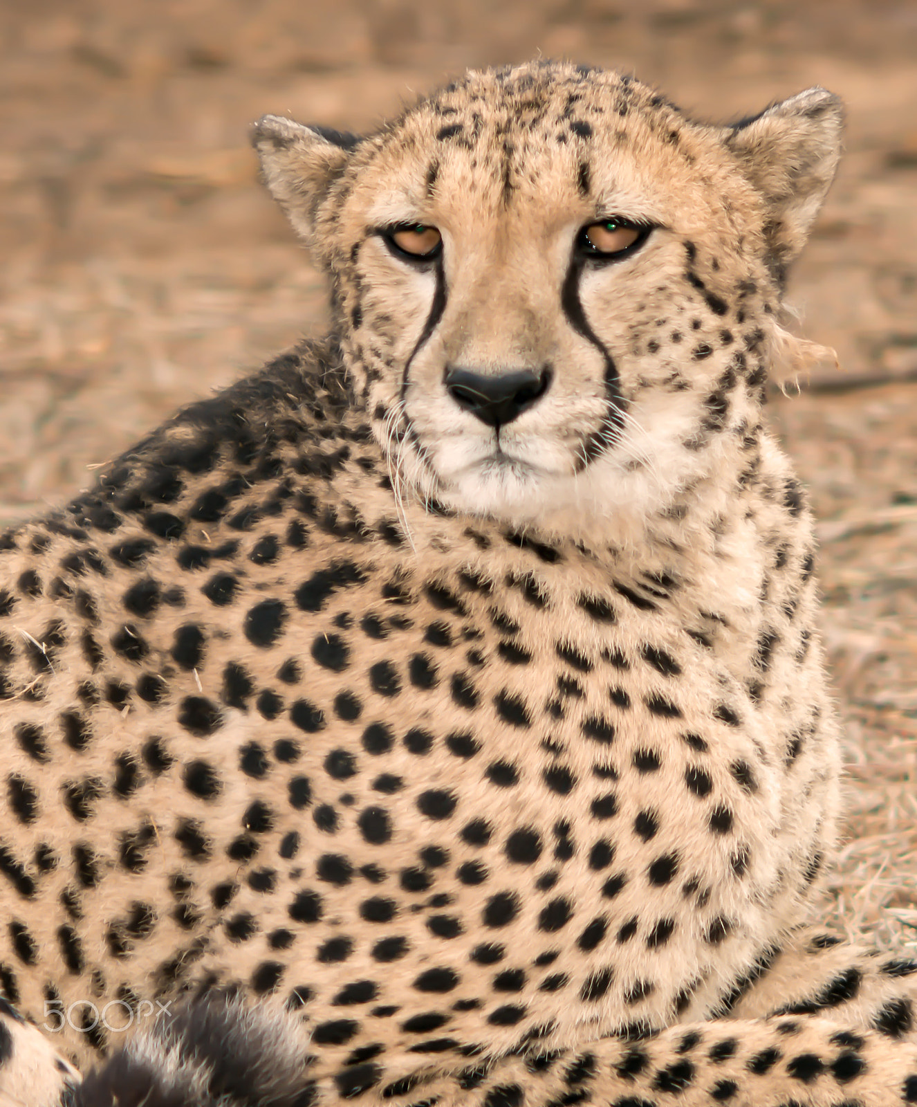 Nikon D800 + AF DC-Nikkor 135mm f/2D sample photo. Cheetah blending in photography