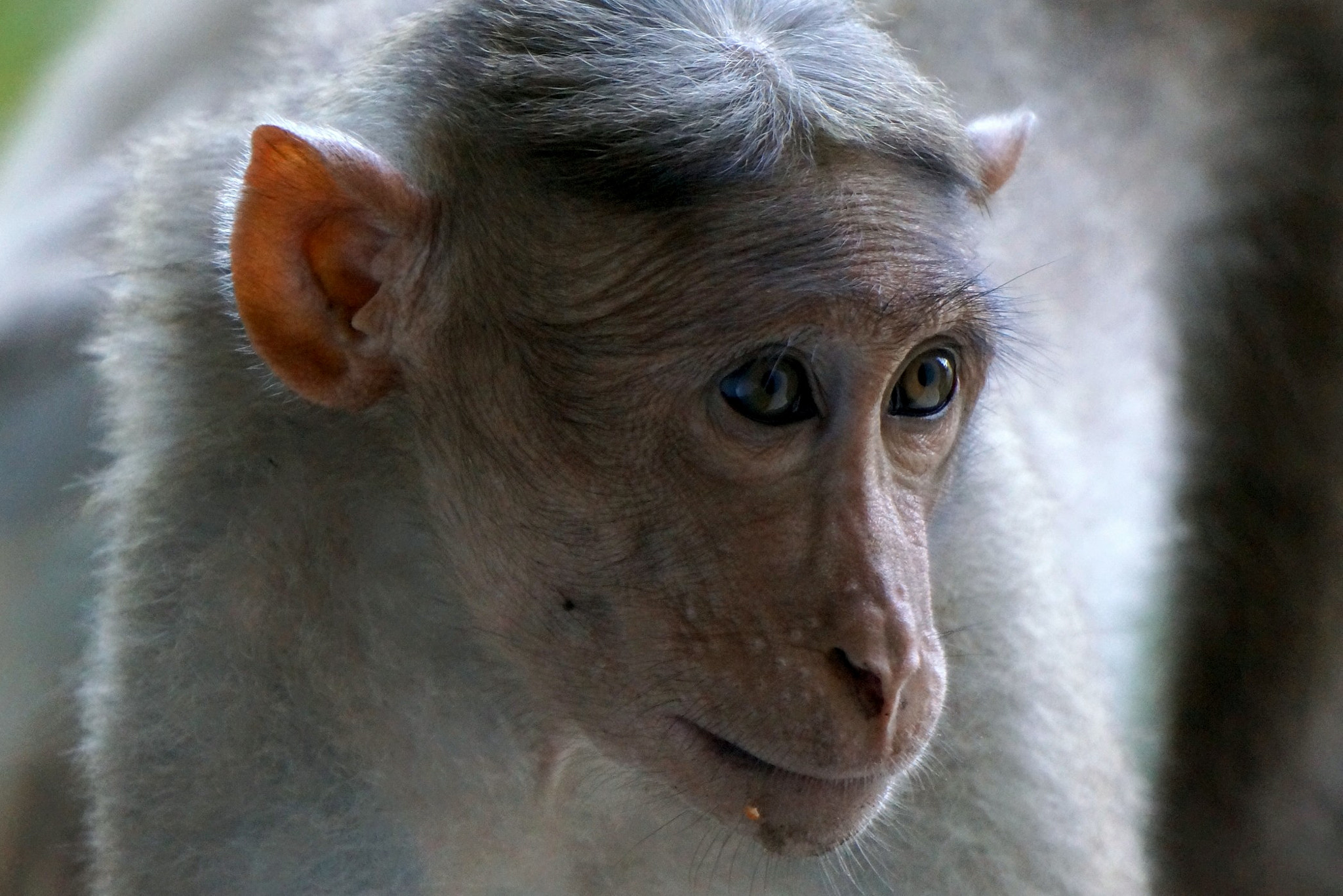 Sony Alpha NEX-6 sample photo. Haircut monkey photography